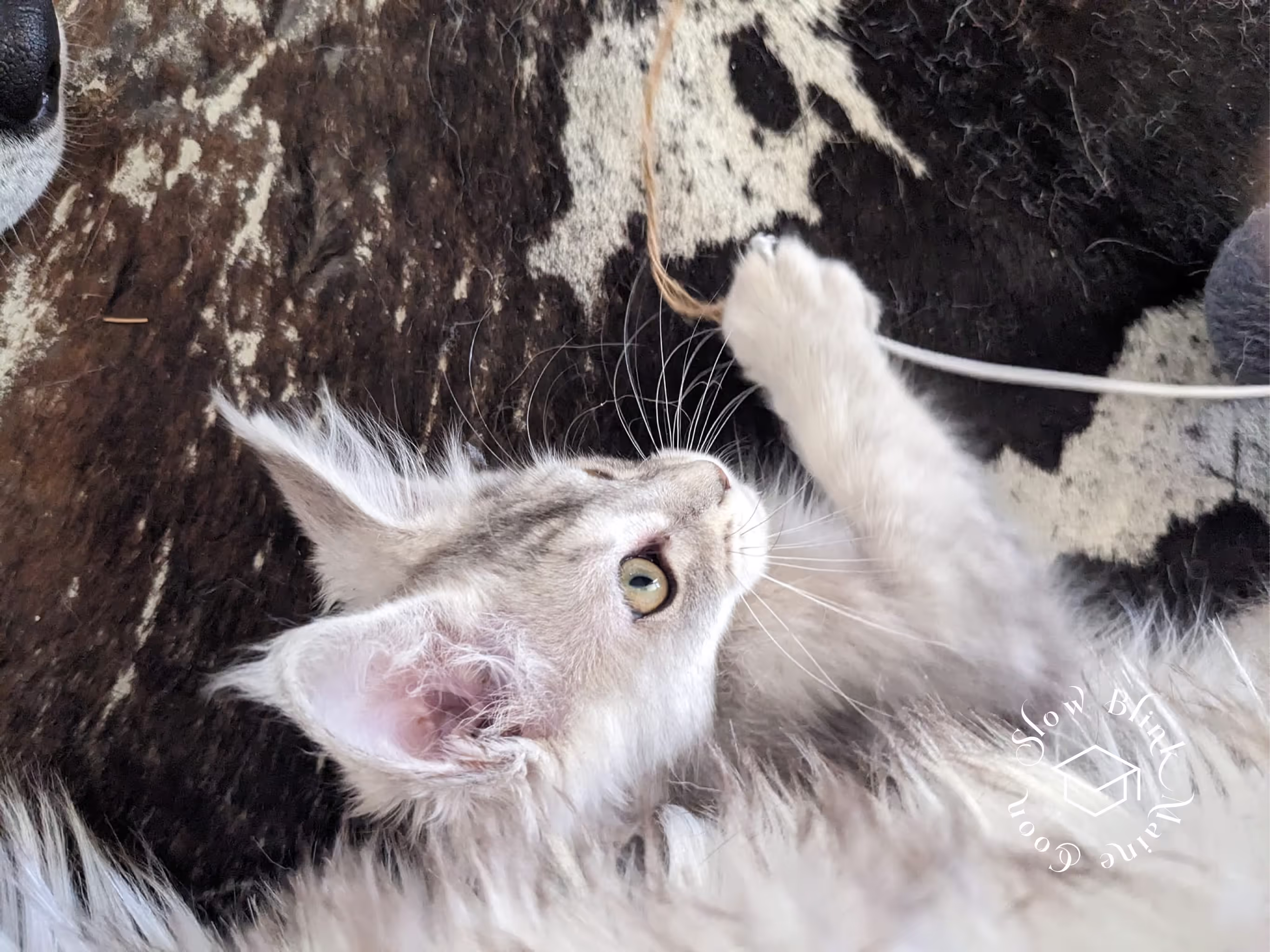 high silver | maine coon kitten | black silver tabby | ems code mco ems 22 | male Customer Pictures of their Maine Coon Cats and Kittens who "Graduated" from SlowBlink MaineCoons > high silver | maine coon kitten | black silver tabby | ems code mco ems 22 | male | idx111