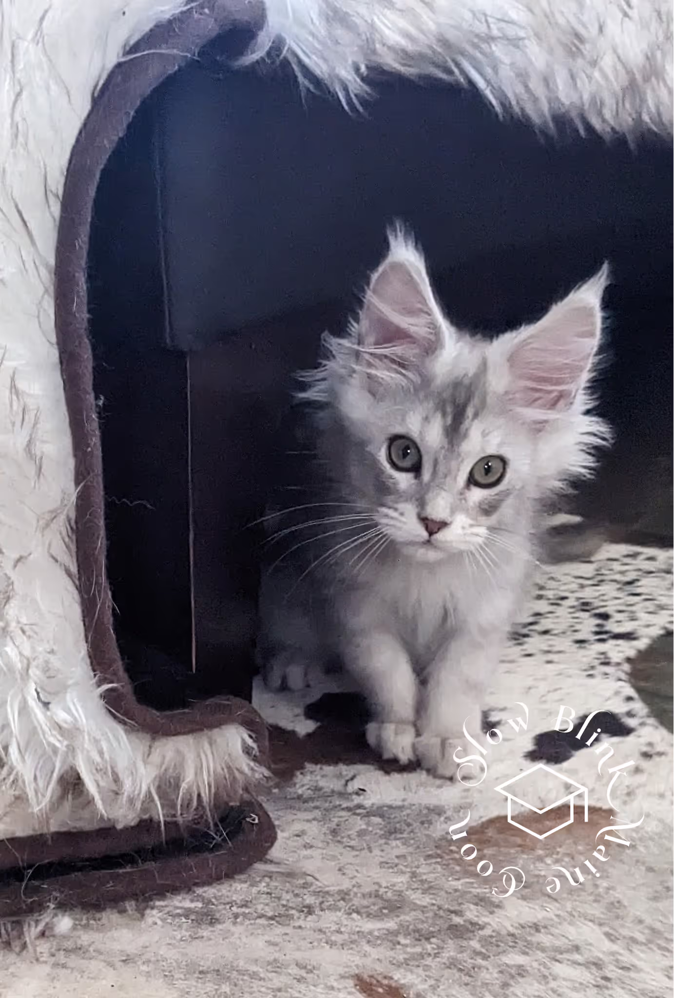 high silver | maine coon kitten | black silver tabby | ems code mco ems 22 | male Customer Pictures of their Maine Coon Cats and Kittens who "Graduated" from SlowBlink MaineCoons > high silver | maine coon kitten | black silver tabby | ems code mco ems 22 | male | idx112