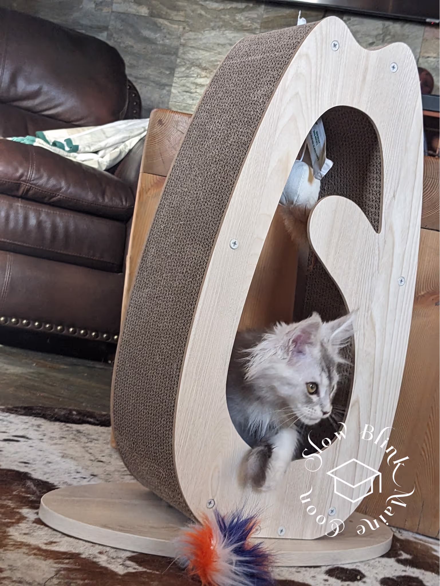 high silver | maine coon kitten | black silver tabby | ems code mco ems 22 | male Customer Pictures of their Maine Coon Cats and Kittens who "Graduated" from SlowBlink MaineCoons > high silver | maine coon kitten | black silver tabby | ems code mco ems 22 | male | idx115
