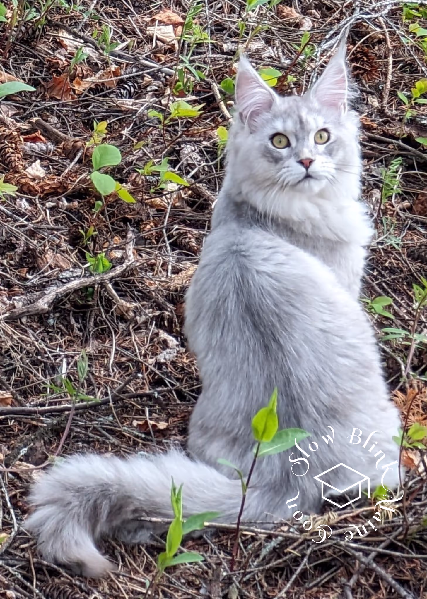 high silver | maine coon kitten | black silver tabby | ems code mco ems 22 | male Customer Pictures of their Maine Coon Cats and Kittens who "Graduated" from SlowBlink MaineCoons > high silver | maine coon kitten | black silver tabby | ems code mco ems 22 | male | idx117