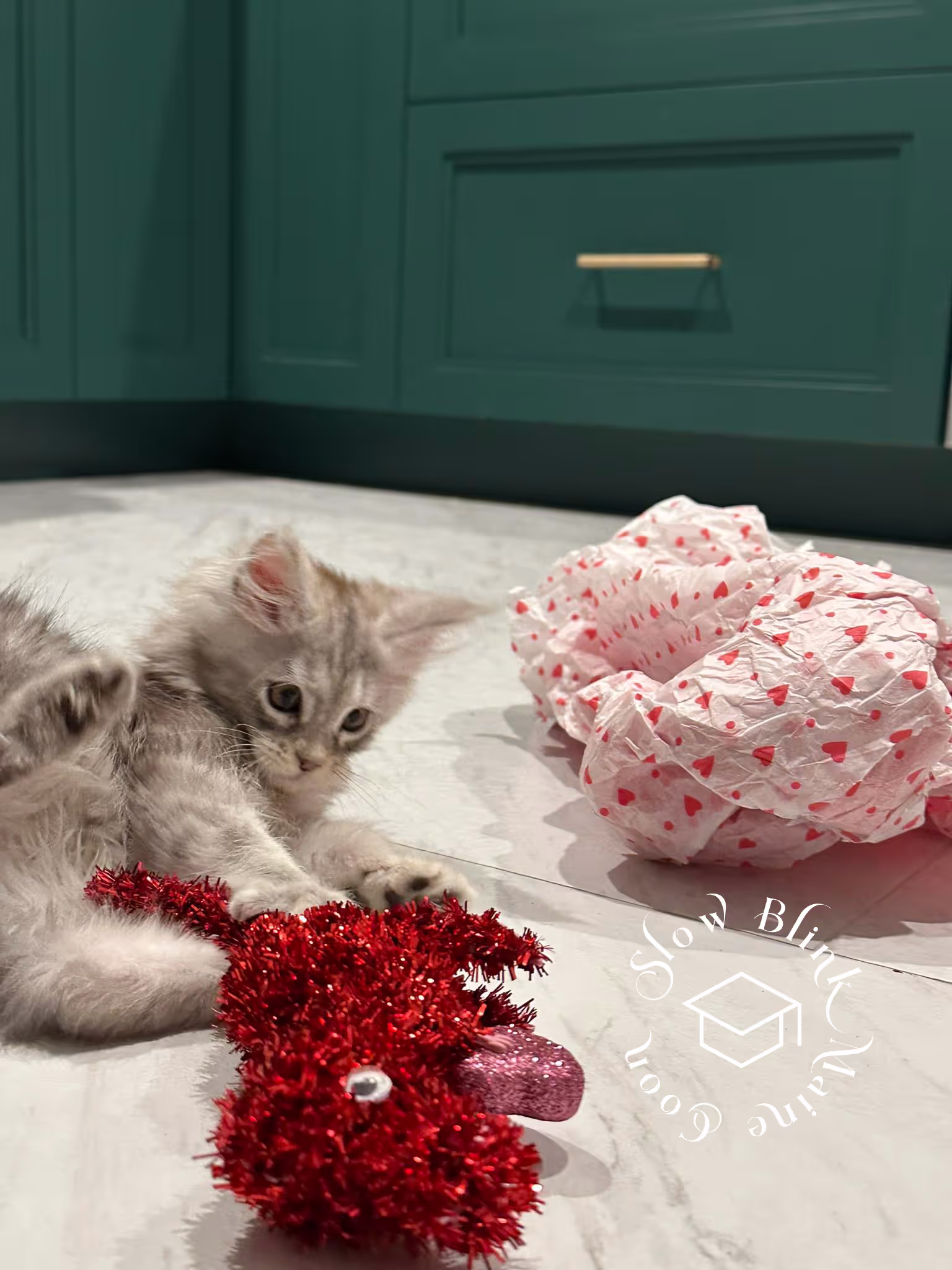 high silver | maine coon kitten | black silver tabby | ems code mco ems 22 | male Customer Pictures of their Maine Coon Cats and Kittens who "Graduated" from SlowBlink MaineCoons > high silver | maine coon kitten | black silver tabby | ems code mco ems 22 | male | idx118