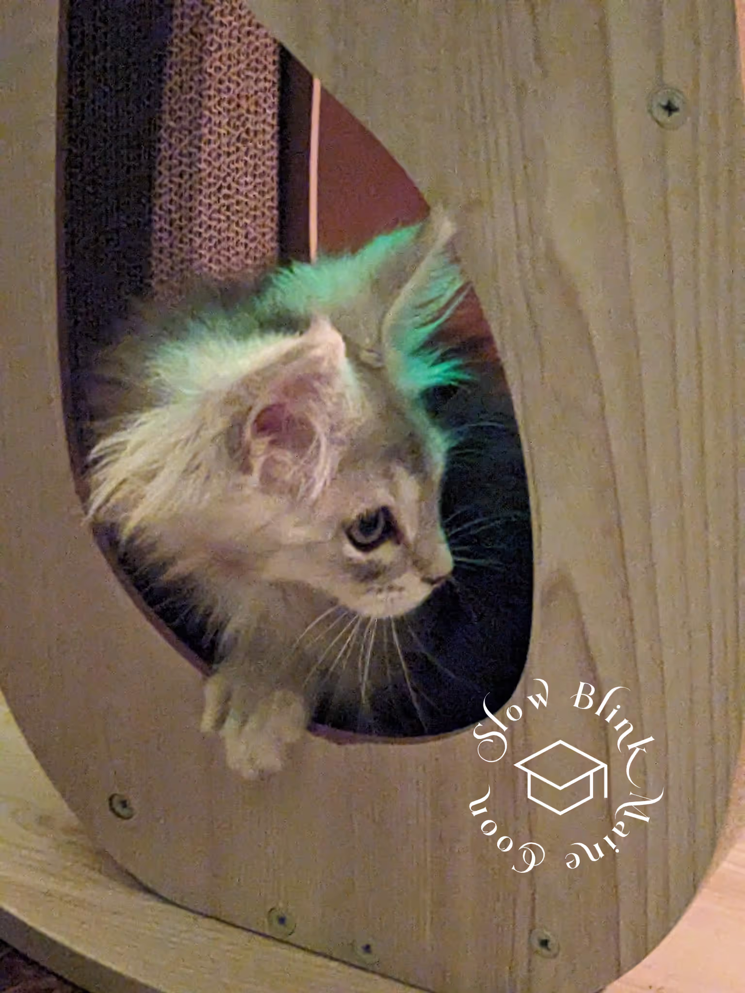 high silver | maine coon kitten | black silver tabby | ems code mco ems 22 | male Customer Pictures of their Maine Coon Cats and Kittens who "Graduated" from SlowBlink MaineCoons > high silver | maine coon kitten | black silver tabby | ems code mco ems 22 | male | idx119