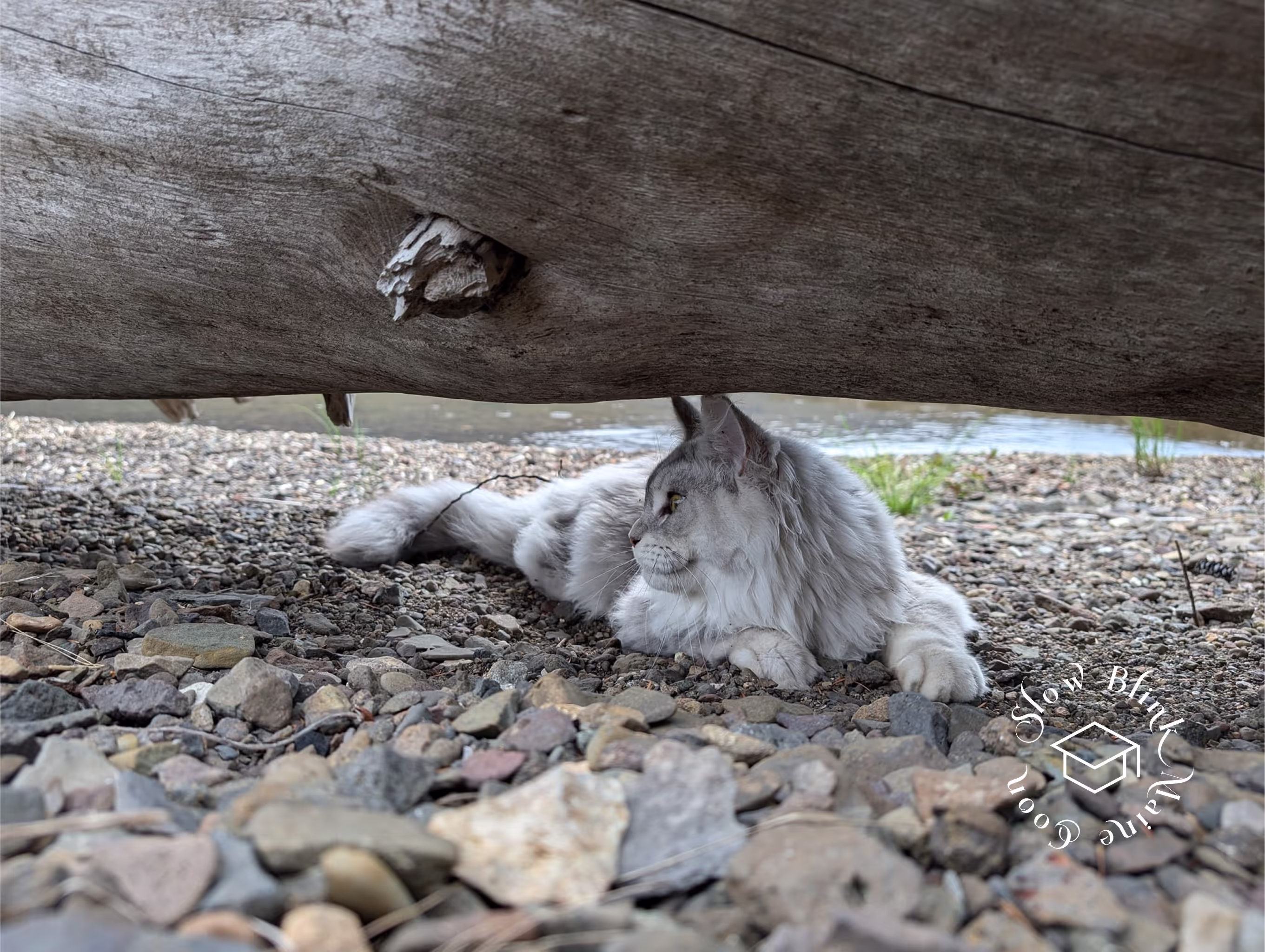 high silver | maine coon kitten | black silver tabby | ems code mco ems 22 | male Customer Pictures of their Maine Coon Cats and Kittens who "Graduated" from SlowBlink MaineCoons > high silver | maine coon kitten | black silver tabby | ems code mco ems 22 | male | idx12