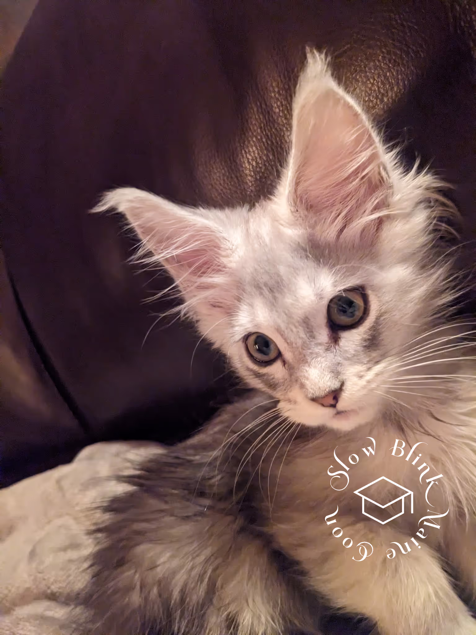 high silver | maine coon kitten | black silver tabby | ems code mco ems 22 | male Customer Pictures of their Maine Coon Cats and Kittens who "Graduated" from SlowBlink MaineCoons > high silver | maine coon kitten | black silver tabby | ems code mco ems 22 | male | idx120