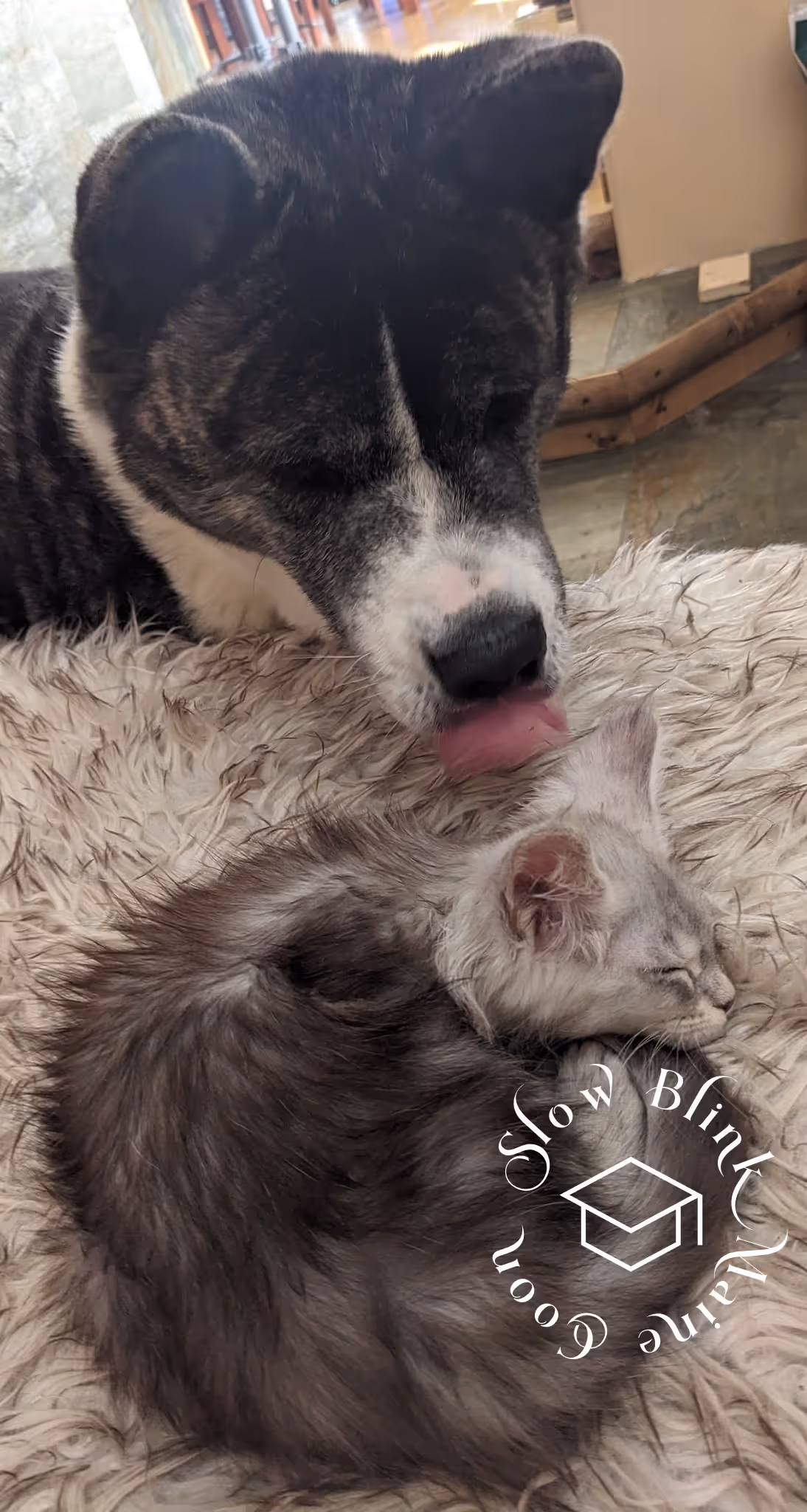 high silver | maine coon kitten | black silver tabby | ems code mco ems 22 | male Customer Pictures of their Maine Coon Cats and Kittens who "Graduated" from SlowBlink MaineCoons > high silver | maine coon kitten | black silver tabby | ems code mco ems 22 | male | idx121