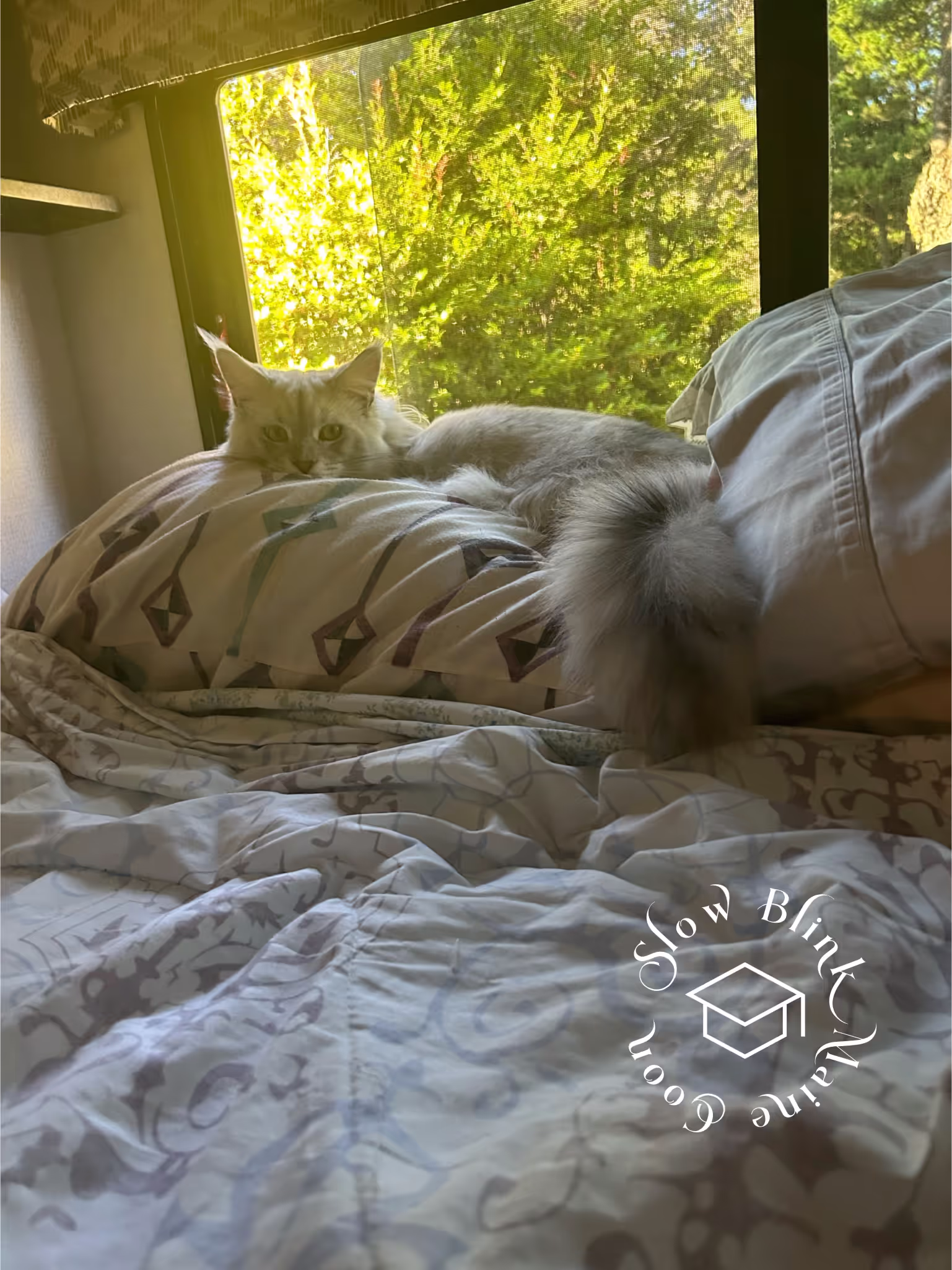 high silver | maine coon kitten | black silver tabby | ems code mco ems 22 | male Customer Pictures of their Maine Coon Cats and Kittens who "Graduated" from SlowBlink MaineCoons > high silver | maine coon kitten | black silver tabby | ems code mco ems 22 | male | idx122