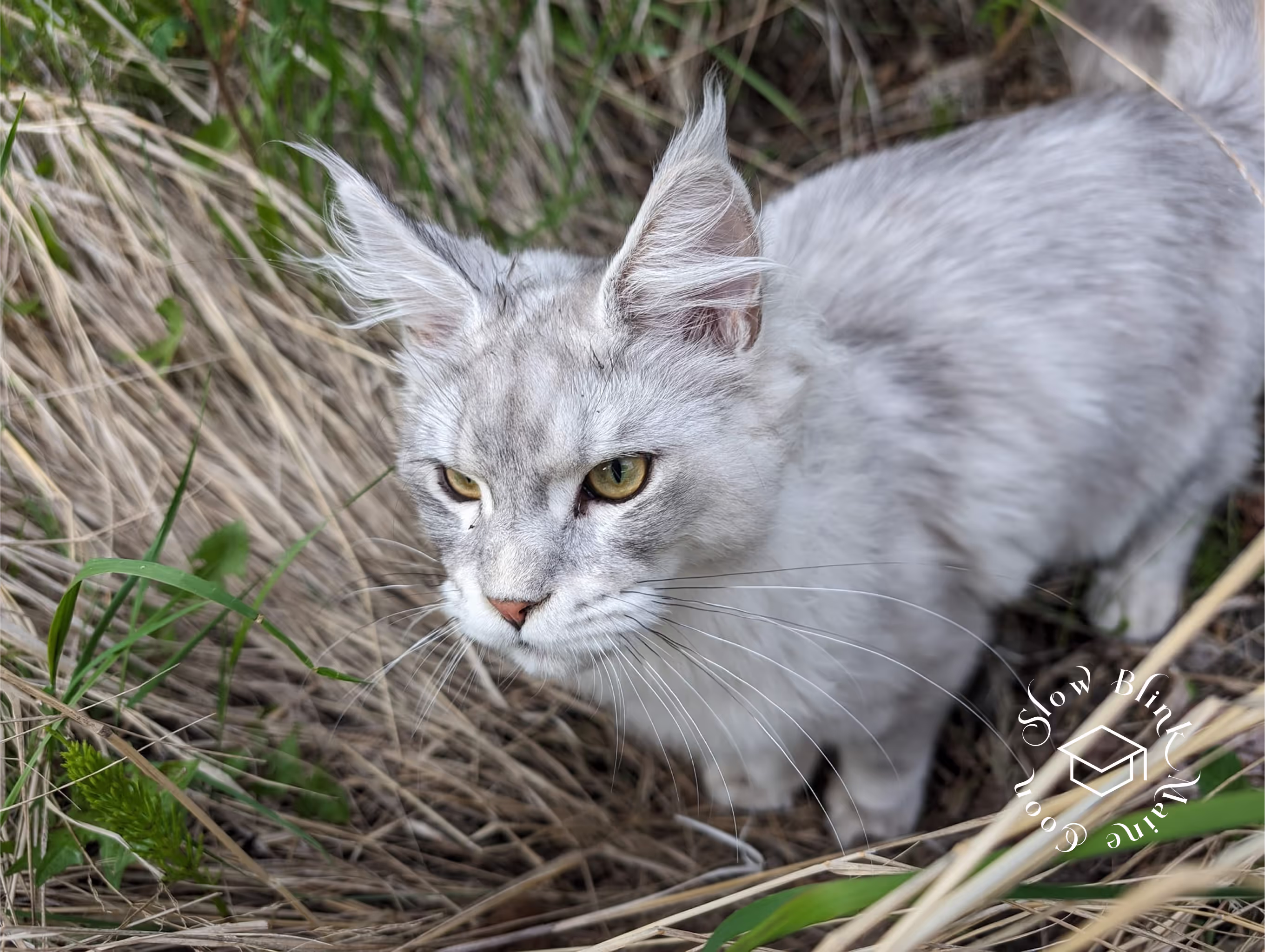 high silver | maine coon kitten | black silver tabby | ems code mco ems 22 | male Customer Pictures of their Maine Coon Cats and Kittens who "Graduated" from SlowBlink MaineCoons > high silver | maine coon kitten | black silver tabby | ems code mco ems 22 | male | idx123