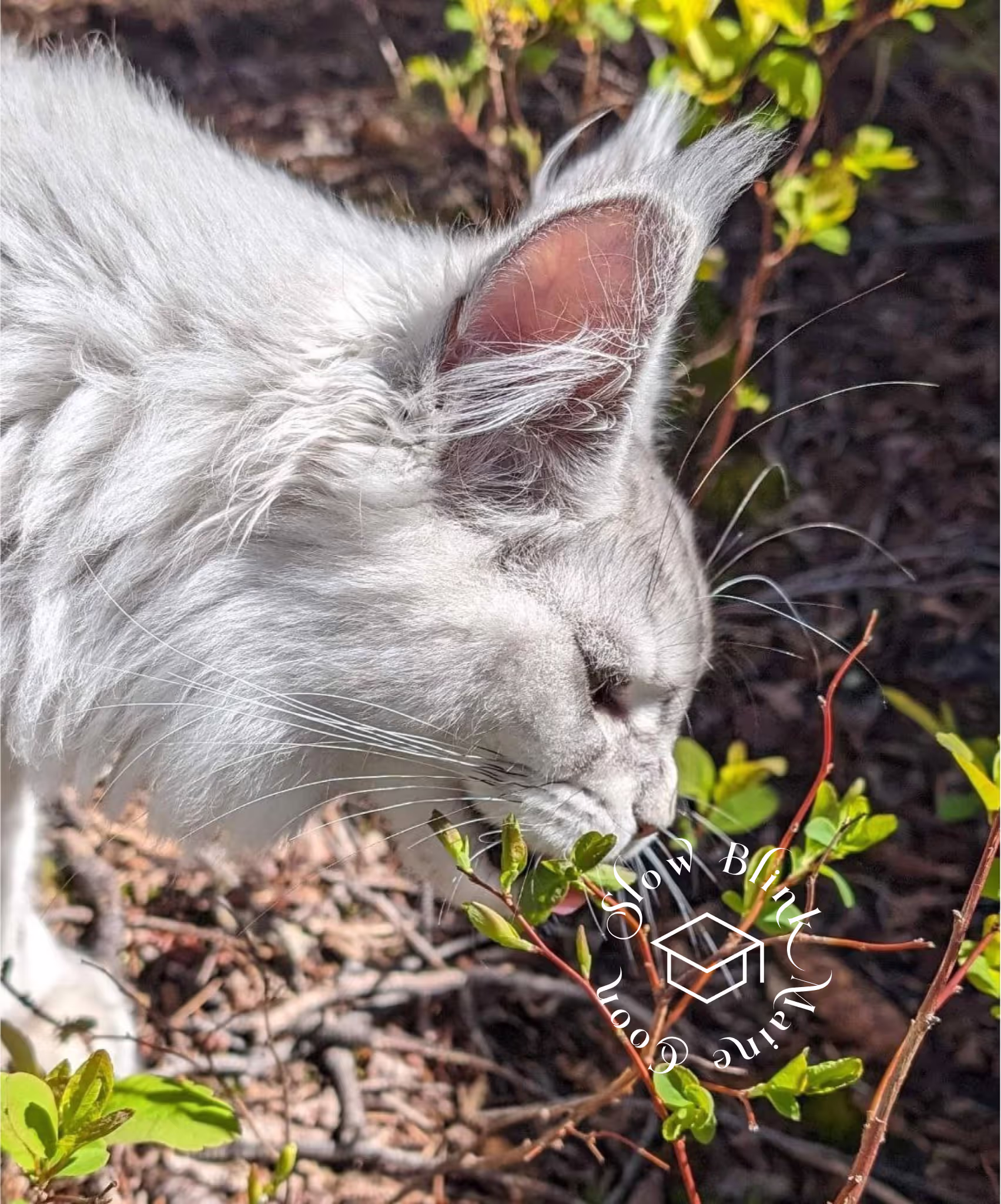 high silver | maine coon kitten | black silver tabby | ems code mco ems 22 | male Customer Pictures of their Maine Coon Cats and Kittens who "Graduated" from SlowBlink MaineCoons > high silver | maine coon kitten | black silver tabby | ems code mco ems 22 | male | idx126