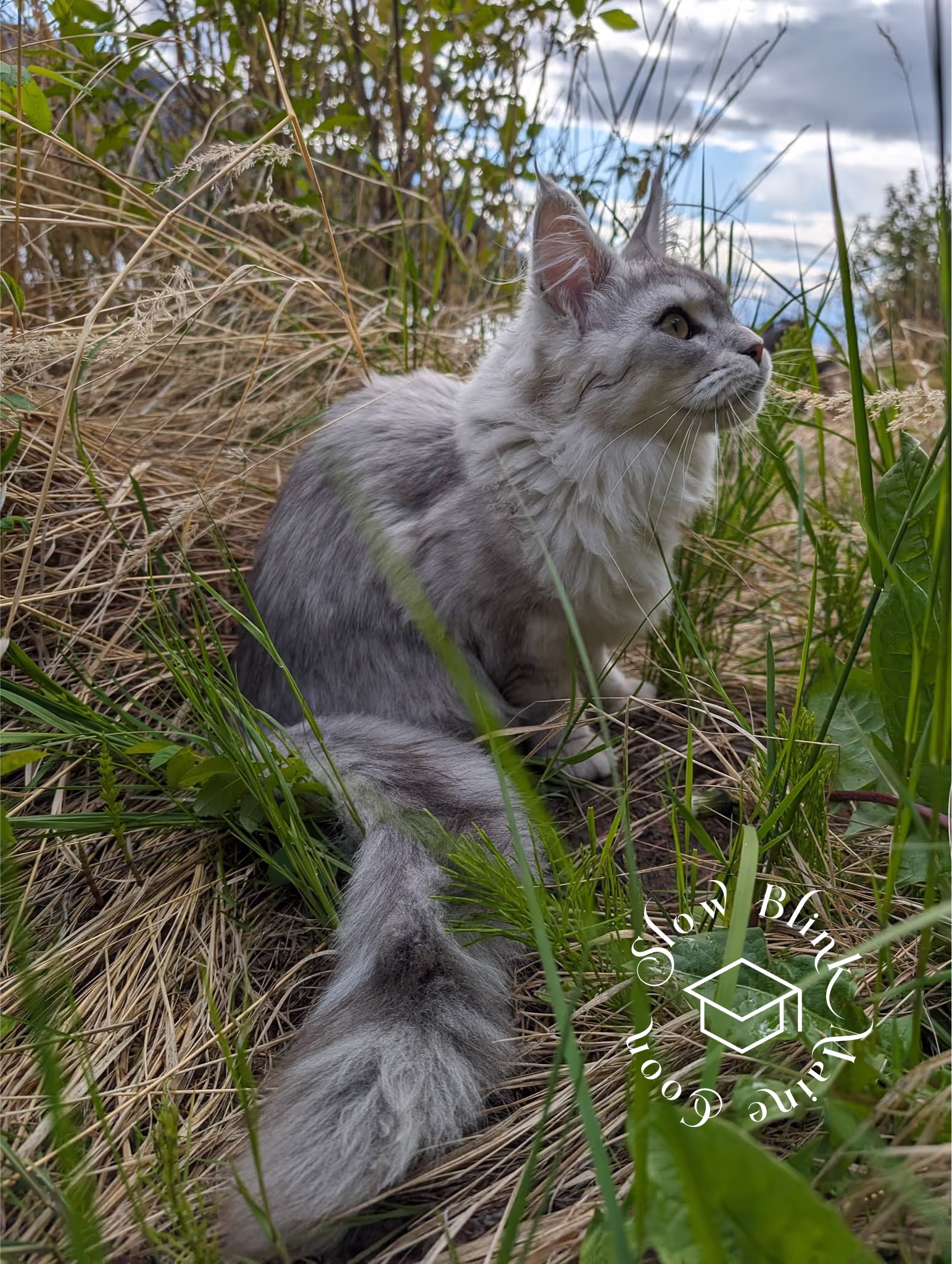 high silver | maine coon kitten | black silver tabby | ems code mco ems 22 | male Customer Pictures of their Maine Coon Cats and Kittens who "Graduated" from SlowBlink MaineCoons > high silver | maine coon kitten | black silver tabby | ems code mco ems 22 | male | idx128