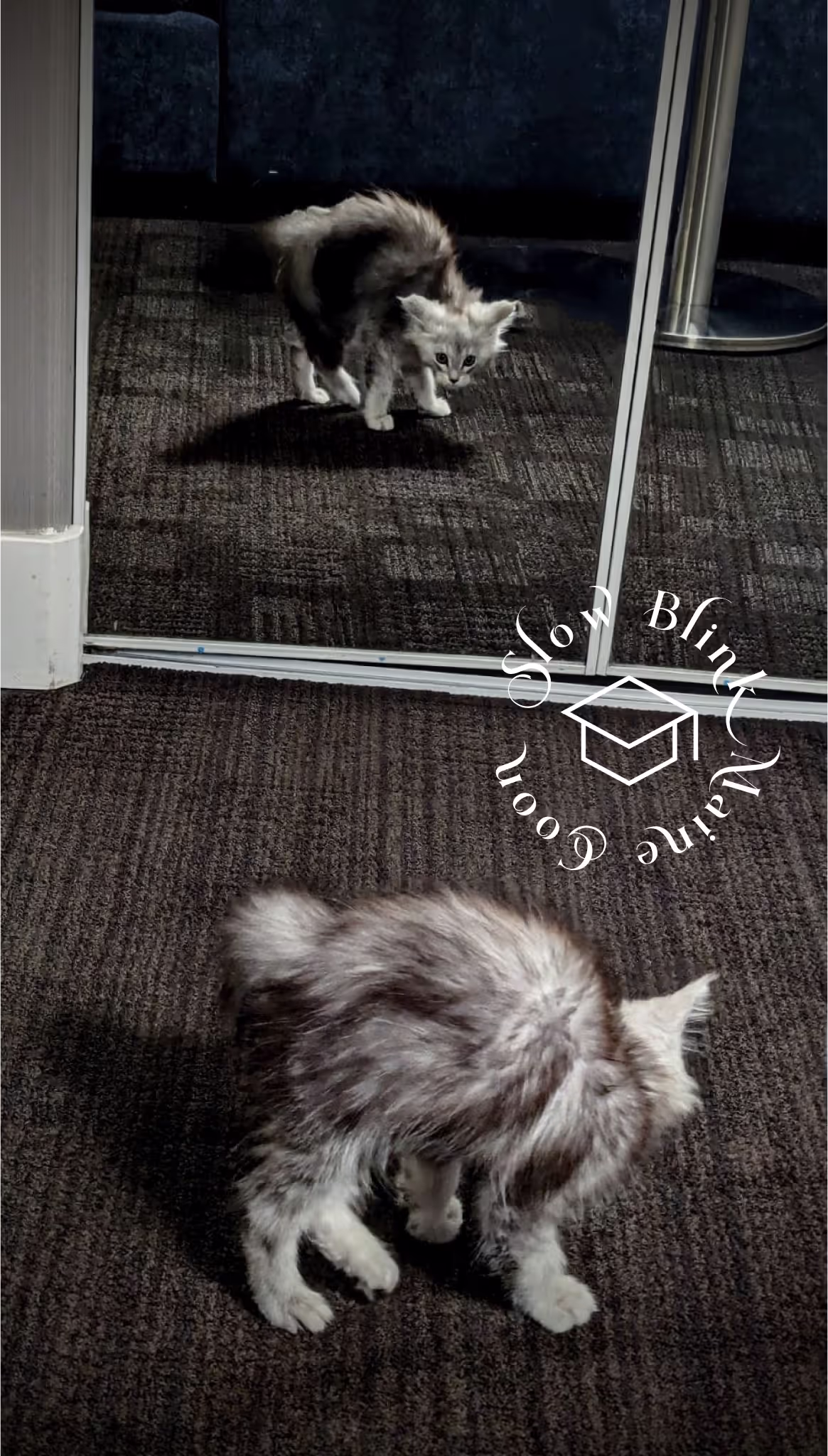 high silver | maine coon kitten | black silver tabby | ems code mco ems 22 | male Customer Pictures of their Maine Coon Cats and Kittens who "Graduated" from SlowBlink MaineCoons > high silver | maine coon kitten | black silver tabby | ems code mco ems 22 | male | idx129