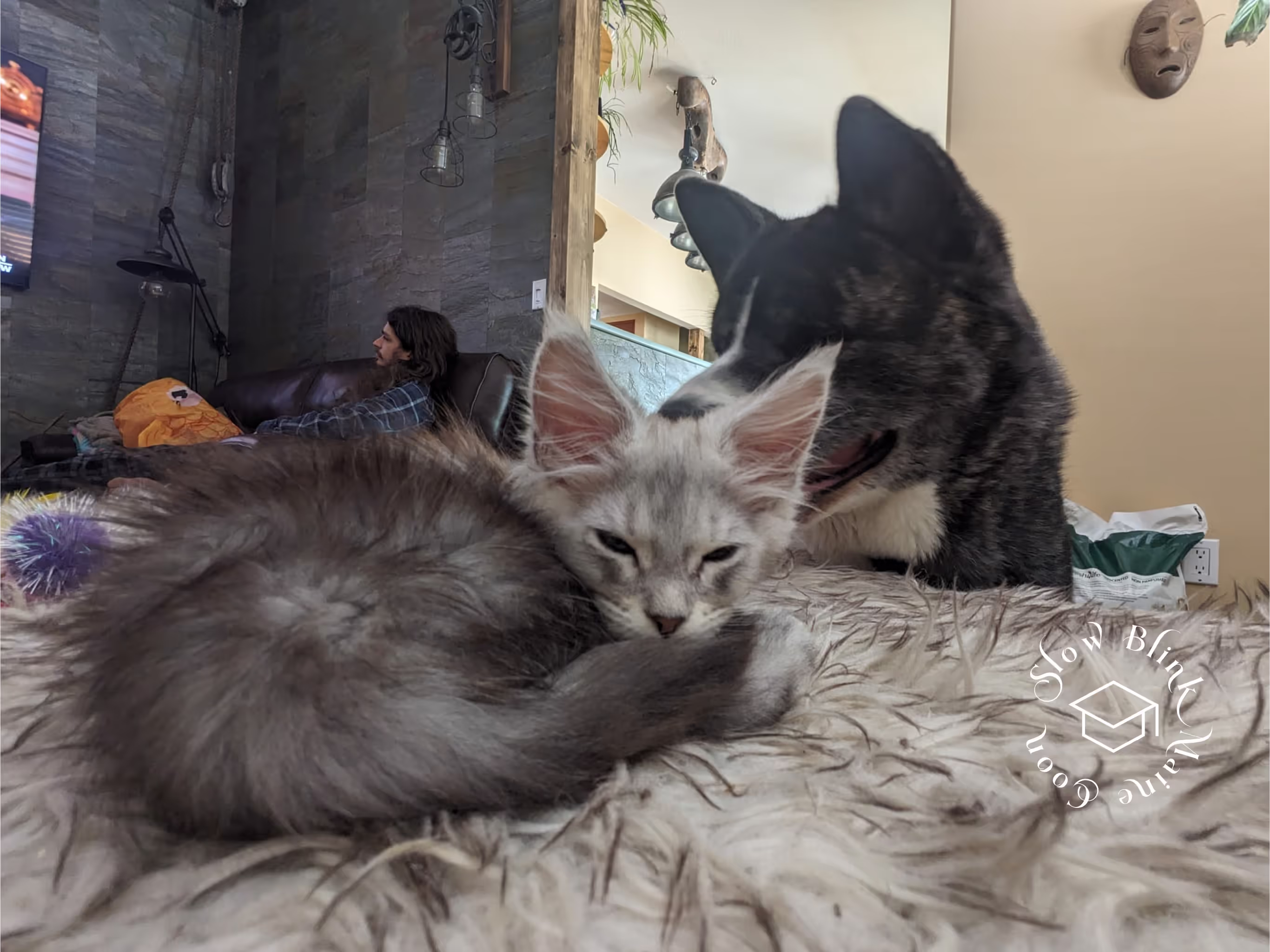 high silver | maine coon kitten | black silver tabby | ems code mco ems 22 | male Customer Pictures of their Maine Coon Cats and Kittens who "Graduated" from SlowBlink MaineCoons > high silver | maine coon kitten | black silver tabby | ems code mco ems 22 | male | idx13