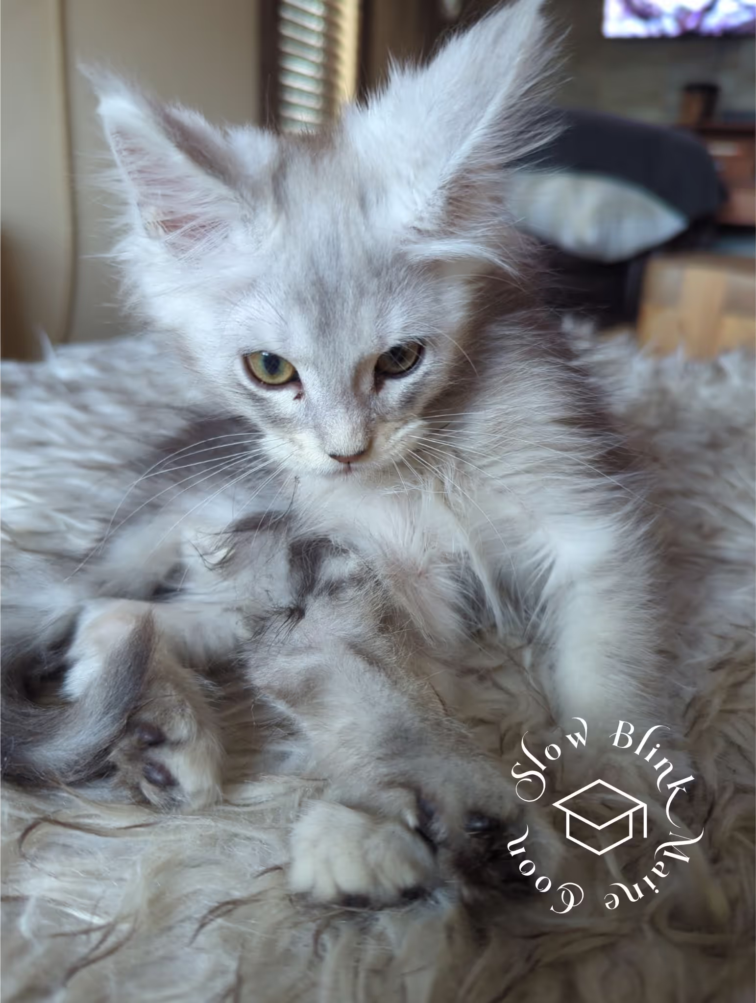 high silver | maine coon kitten | black silver tabby | ems code mco ems 22 | male Customer Pictures of their Maine Coon Cats and Kittens who "Graduated" from SlowBlink MaineCoons > high silver | maine coon kitten | black silver tabby | ems code mco ems 22 | male | idx130