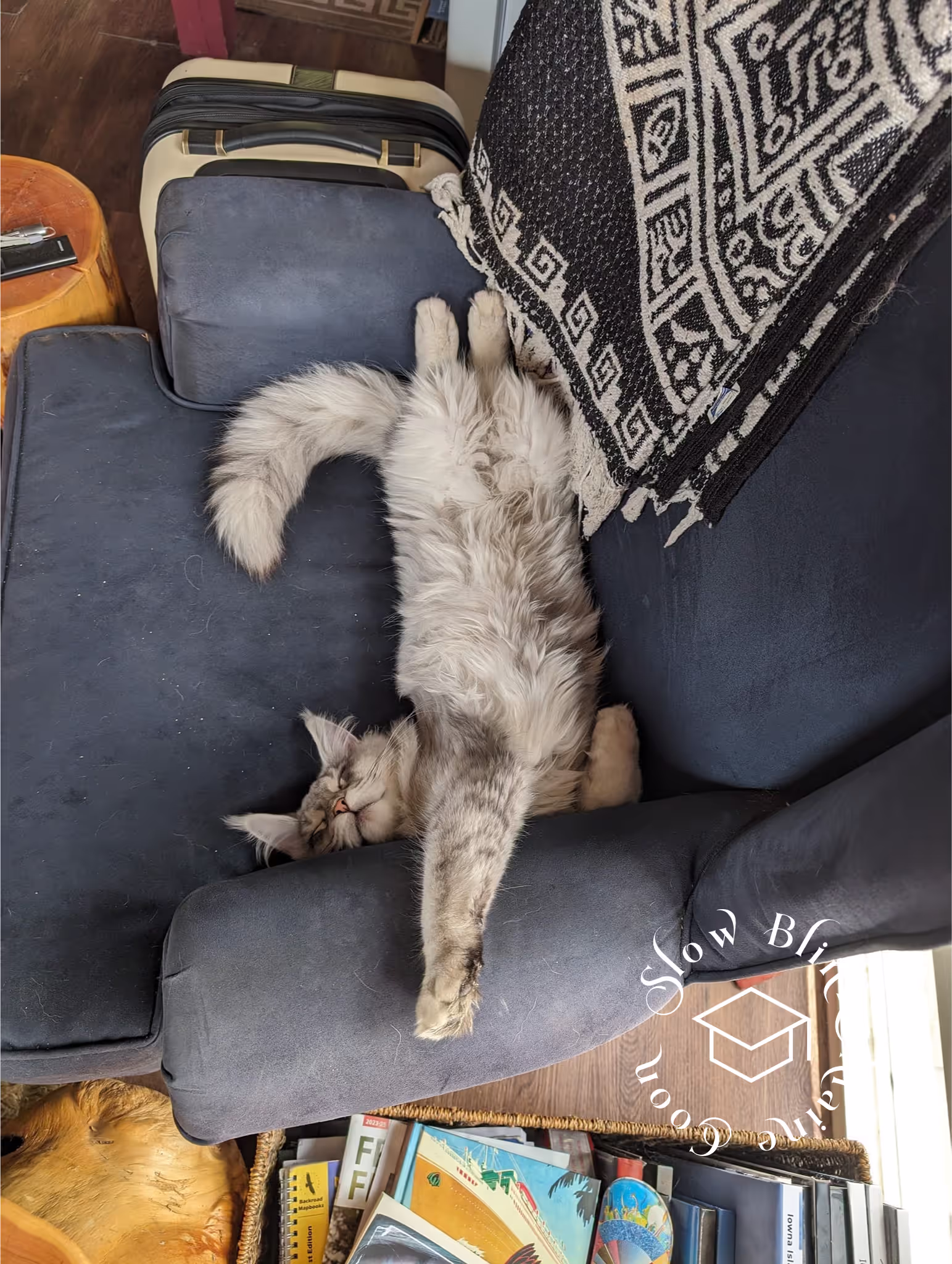 high silver | maine coon kitten | black silver tabby | ems code mco ems 22 | male Customer Pictures of their Maine Coon Cats and Kittens who "Graduated" from SlowBlink MaineCoons > high silver | maine coon kitten | black silver tabby | ems code mco ems 22 | male | idx131