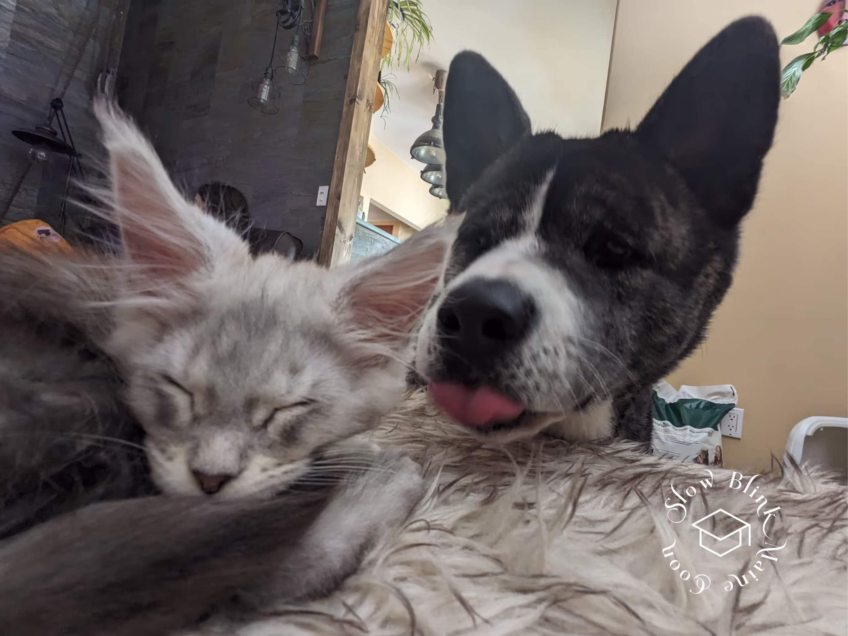 high silver | maine coon kitten | black silver tabby | ems code mco ems 22 | male Customer Pictures of their Maine Coon Cats and Kittens who "Graduated" from SlowBlink MaineCoons > high silver | maine coon kitten | black silver tabby | ems code mco ems 22 | male | idx132
