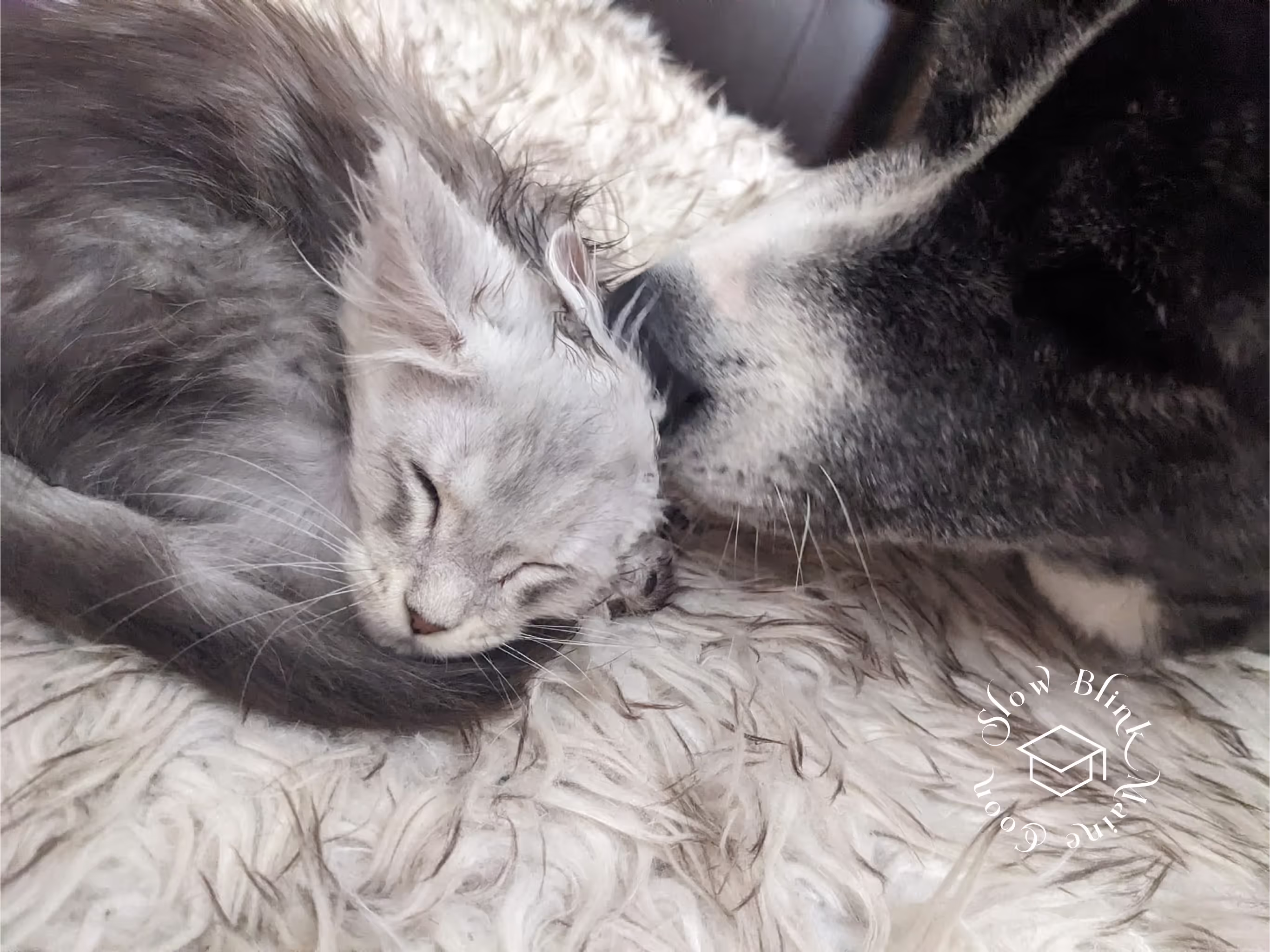 high silver | maine coon kitten | black silver tabby | ems code mco ems 22 | male Customer Pictures of their Maine Coon Cats and Kittens who "Graduated" from SlowBlink MaineCoons > high silver | maine coon kitten | black silver tabby | ems code mco ems 22 | male | idx134