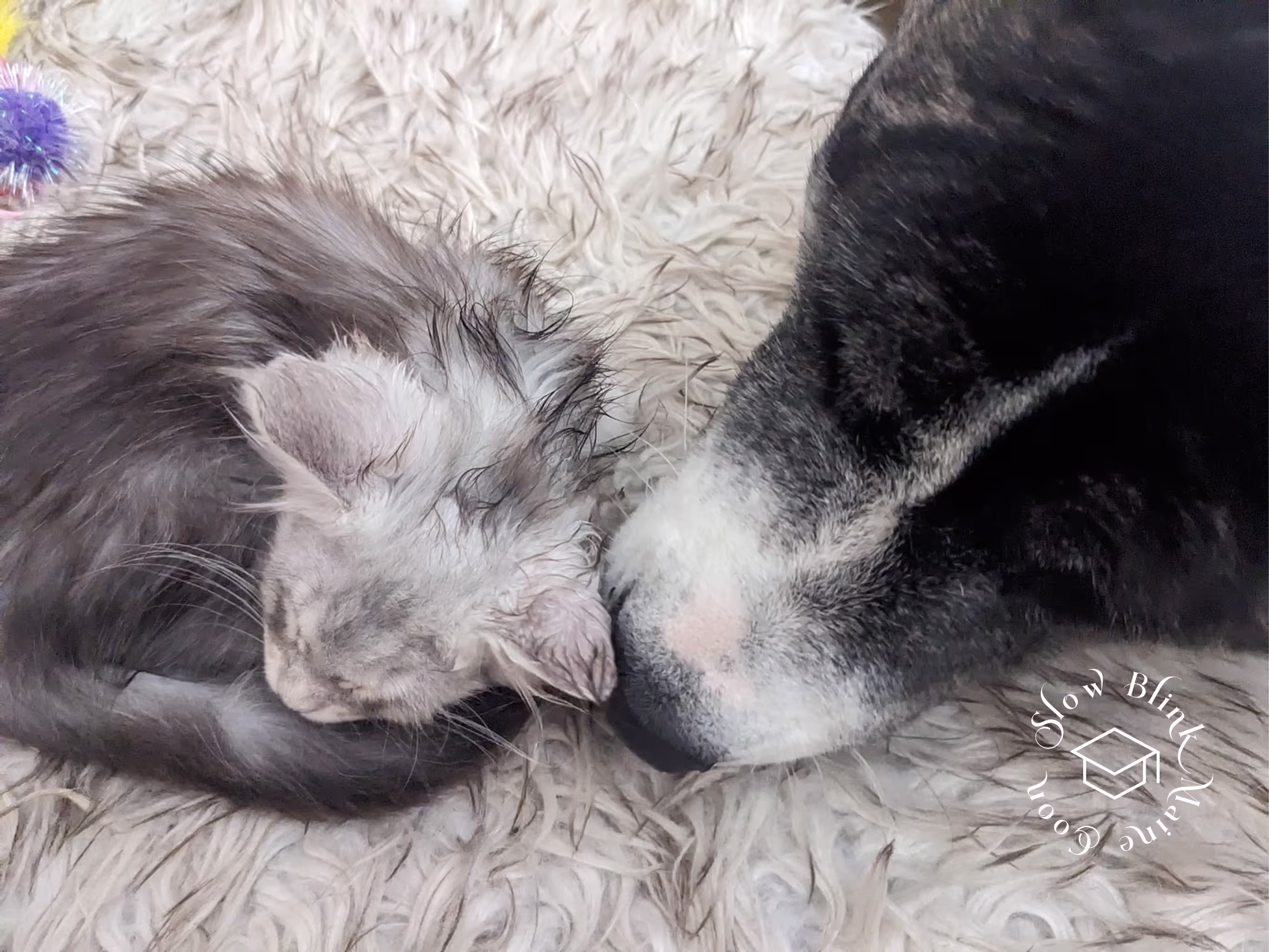 high silver | maine coon kitten | black silver tabby | ems code mco ems 22 | male Customer Pictures of their Maine Coon Cats and Kittens who "Graduated" from SlowBlink MaineCoons > high silver | maine coon kitten | black silver tabby | ems code mco ems 22 | male | idx135
