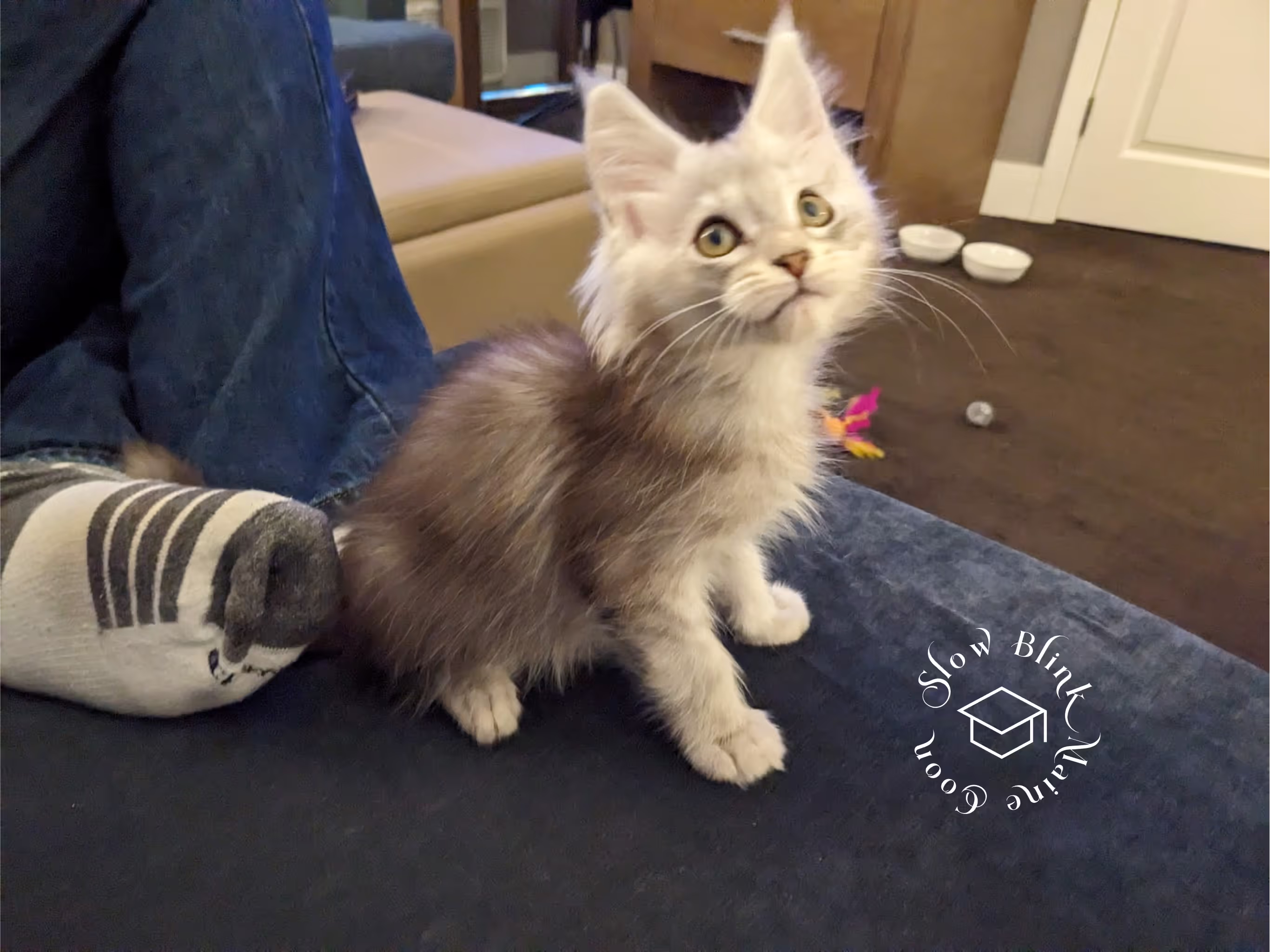 high silver | maine coon kitten | black silver tabby | ems code mco ems 22 | male Customer Pictures of their Maine Coon Cats and Kittens who "Graduated" from SlowBlink MaineCoons > high silver | maine coon kitten | black silver tabby | ems code mco ems 22 | male | idx136
