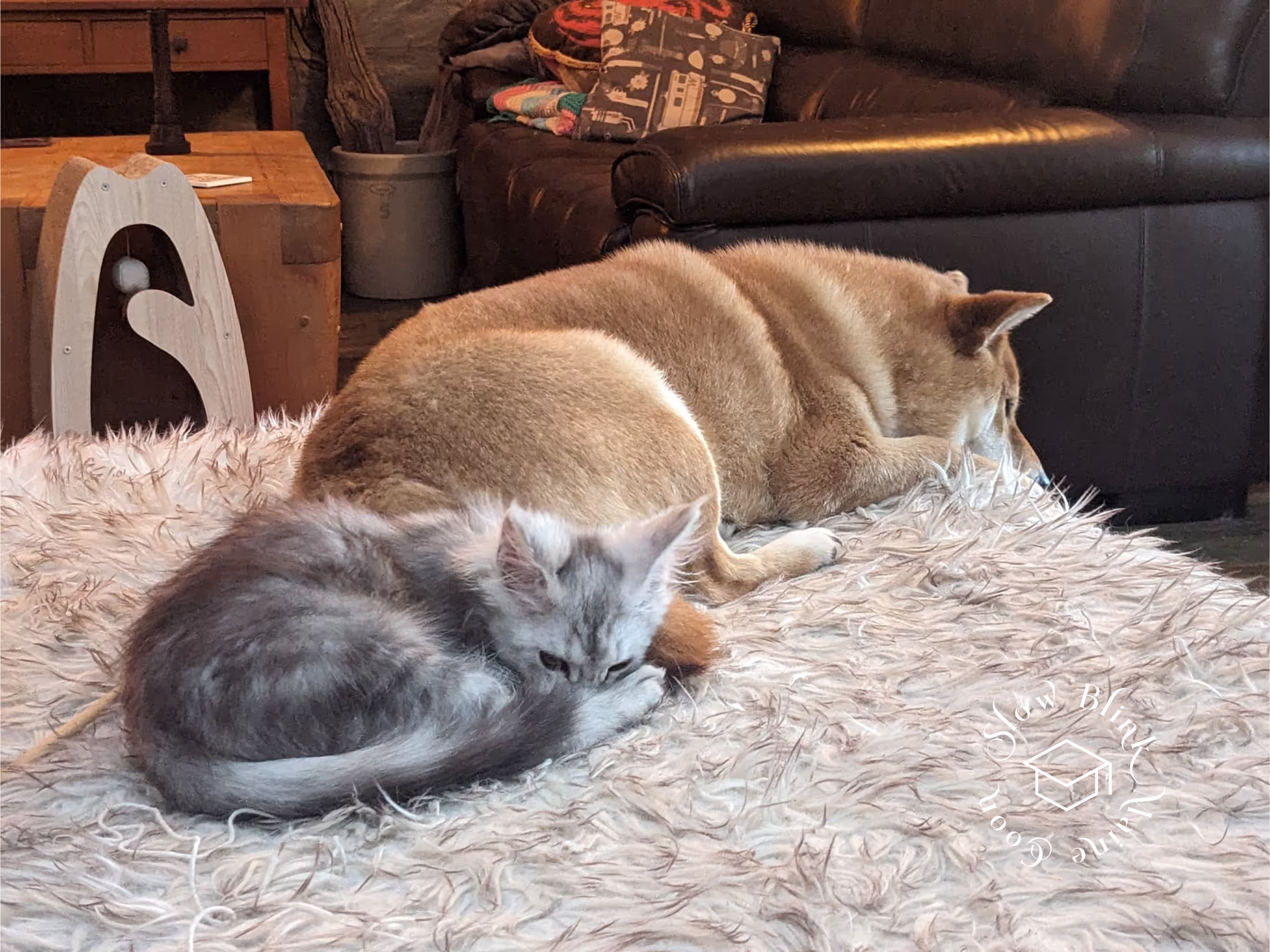 high silver | maine coon kitten | black silver tabby | ems code mco ems 22 | male Customer Pictures of their Maine Coon Cats and Kittens who "Graduated" from SlowBlink MaineCoons > high silver | maine coon kitten | black silver tabby | ems code mco ems 22 | male | idx137