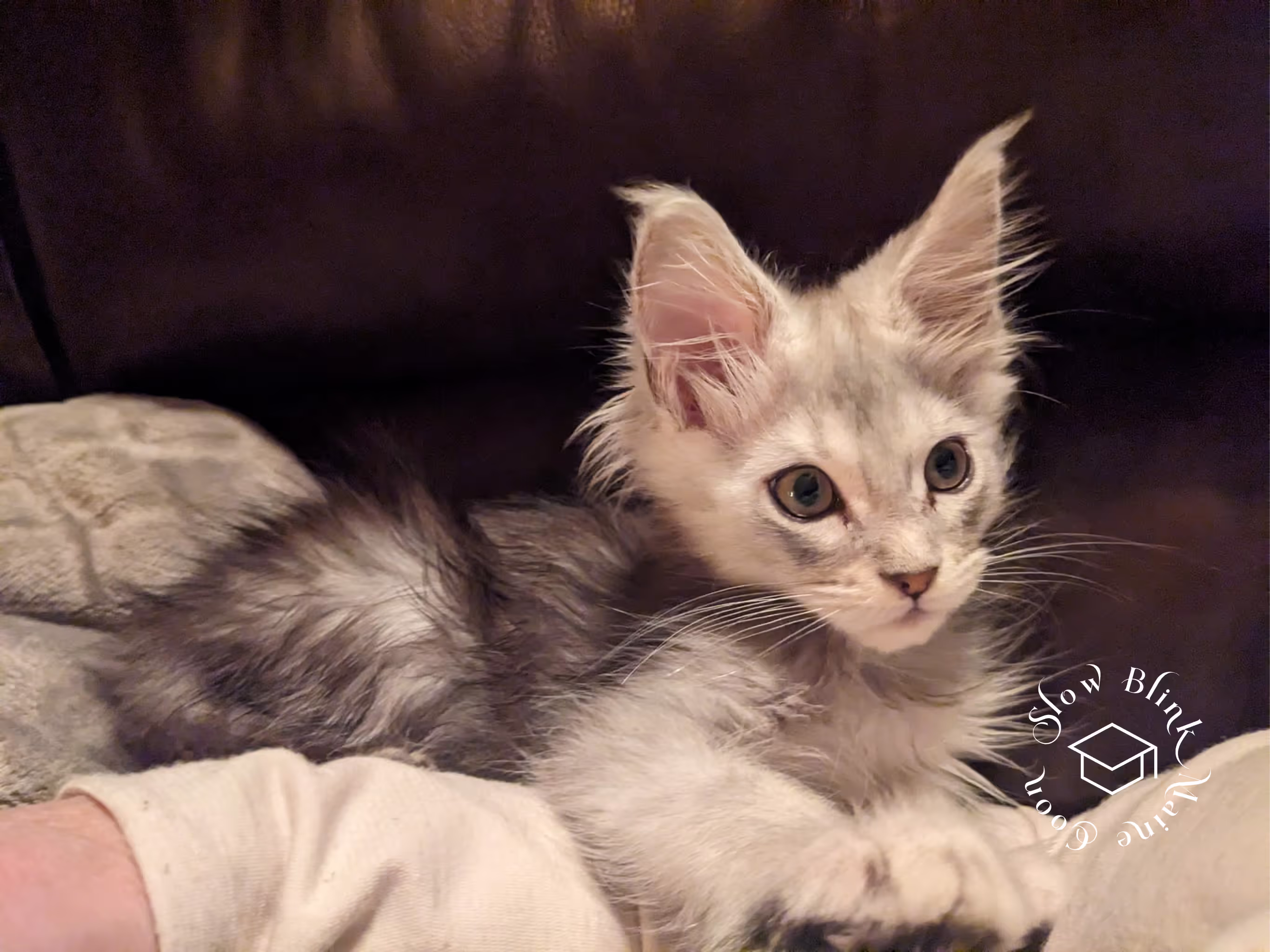 high silver | maine coon kitten | black silver tabby | ems code mco ems 22 | male Customer Pictures of their Maine Coon Cats and Kittens who "Graduated" from SlowBlink MaineCoons > high silver | maine coon kitten | black silver tabby | ems code mco ems 22 | male | idx138