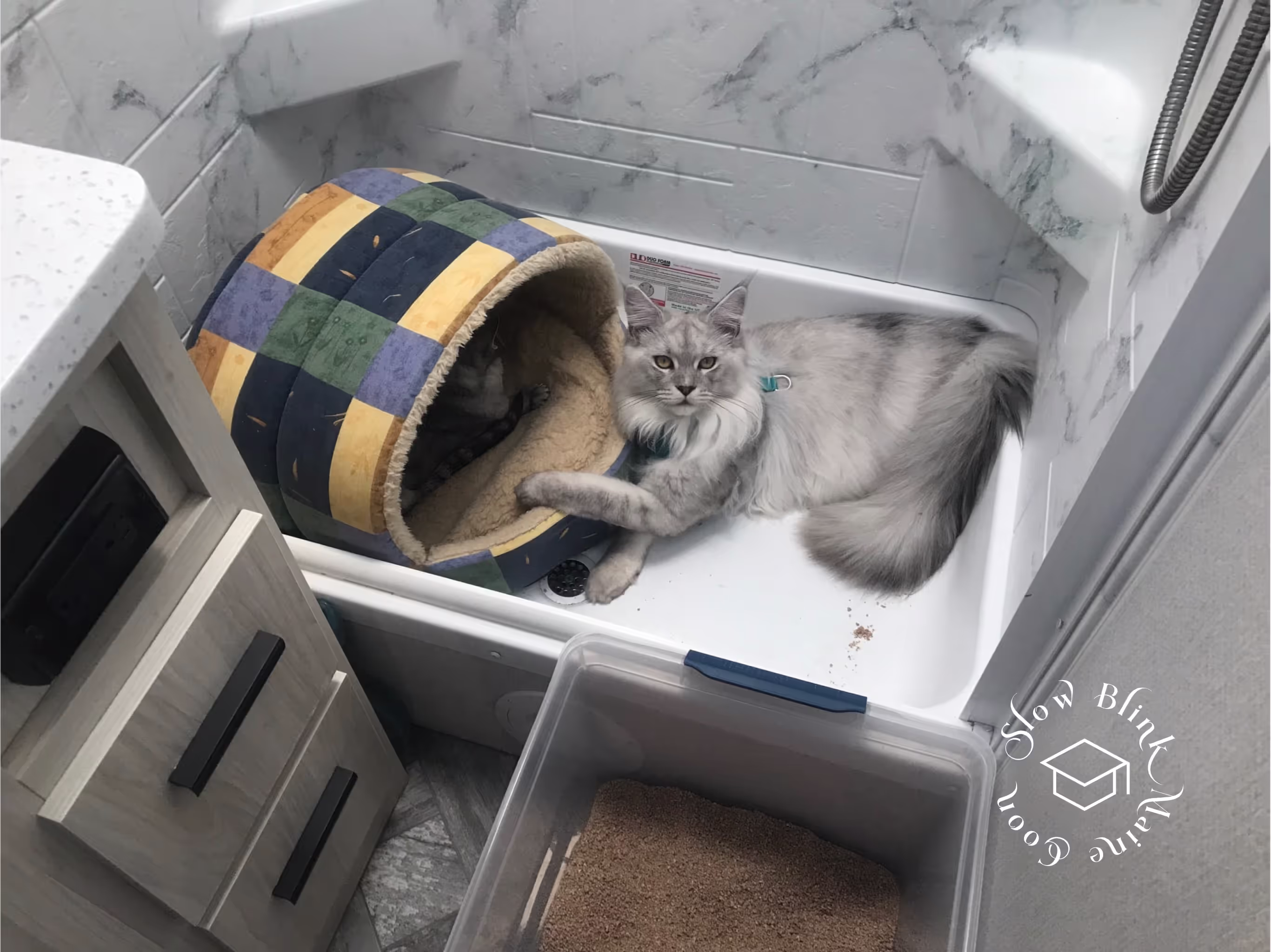 high silver | maine coon kitten | black silver tabby | ems code mco ems 22 | male Customer Pictures of their Maine Coon Cats and Kittens who "Graduated" from SlowBlink MaineCoons > high silver | maine coon kitten | black silver tabby | ems code mco ems 22 | male | idx142