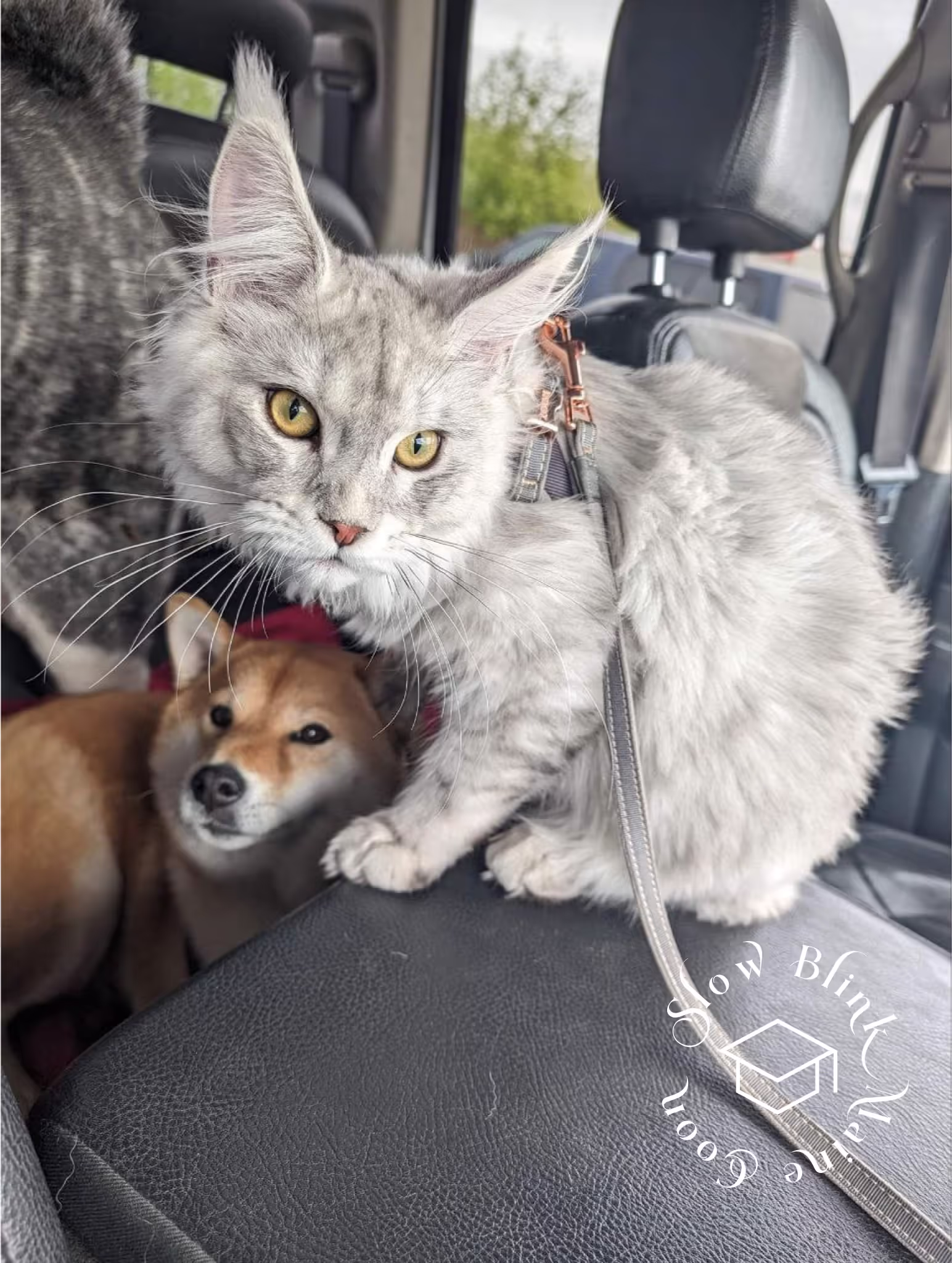 high silver | maine coon kitten | black silver tabby | ems code mco ems 22 | male Customer Pictures of their Maine Coon Cats and Kittens who "Graduated" from SlowBlink MaineCoons > high silver | maine coon kitten | black silver tabby | ems code mco ems 22 | male | idx143