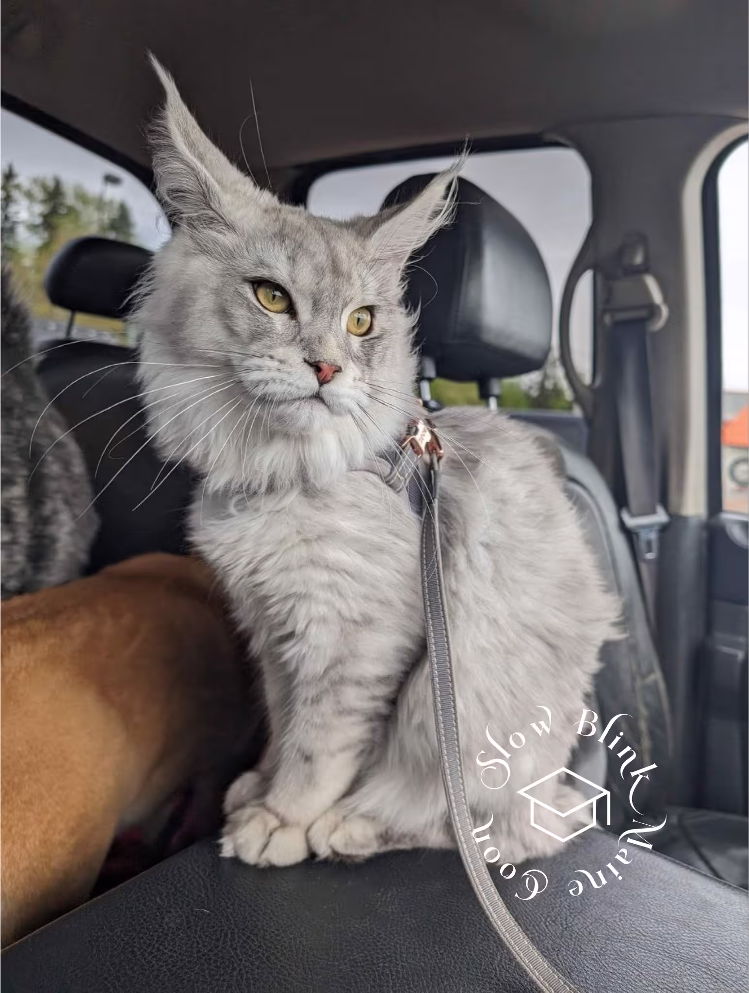 high silver | maine coon kitten | black silver tabby | ems code mco ems 22 | male Customer Pictures of their Maine Coon Cats and Kittens who "Graduated" from SlowBlink MaineCoons > high silver | maine coon kitten | black silver tabby | ems code mco ems 22 | male | idx144