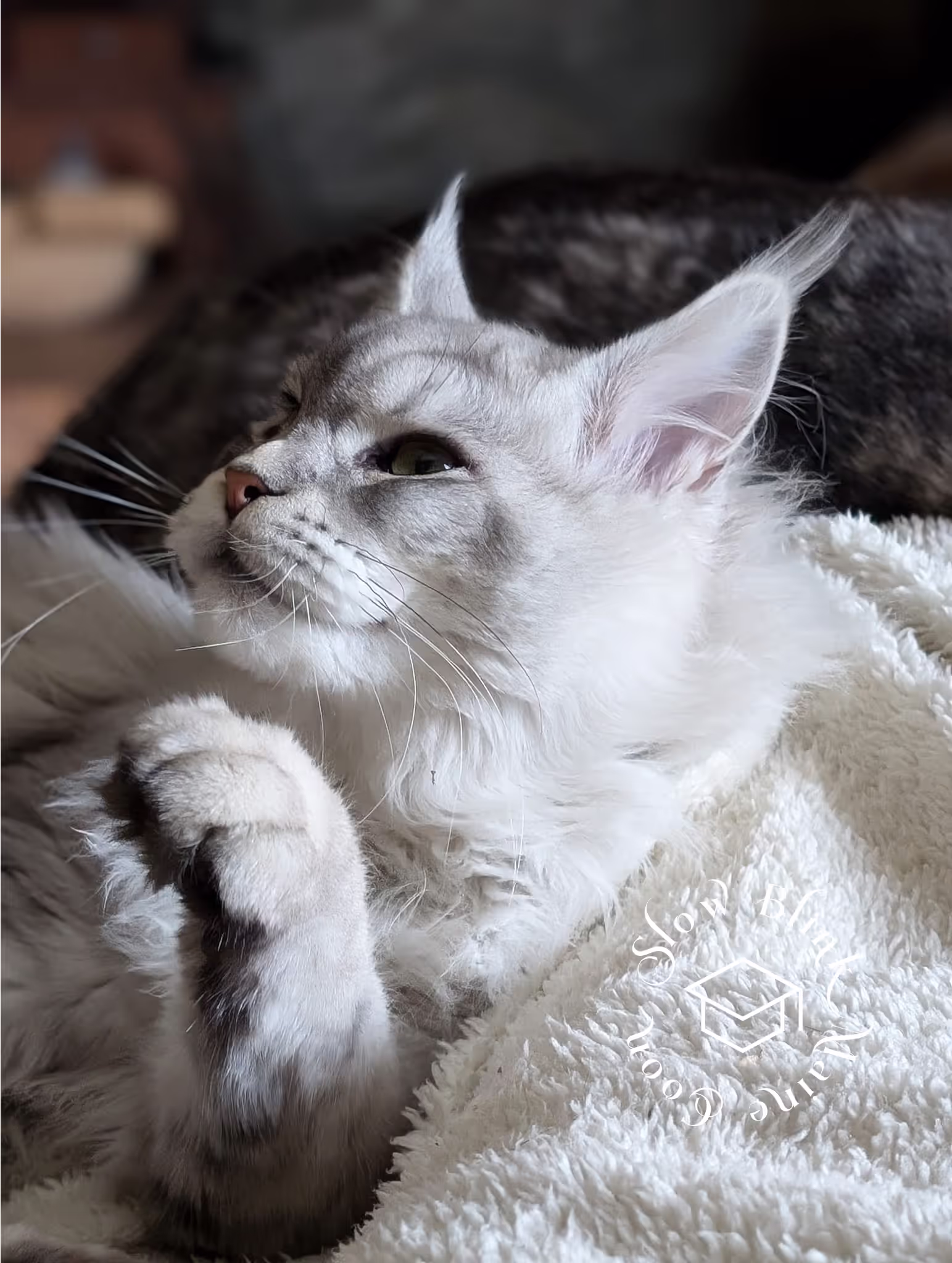 high silver | maine coon kitten | black silver tabby | ems code mco ems 22 | male Customer Pictures of their Maine Coon Cats and Kittens who "Graduated" from SlowBlink MaineCoons > high silver | maine coon kitten | black silver tabby | ems code mco ems 22 | male | idx147