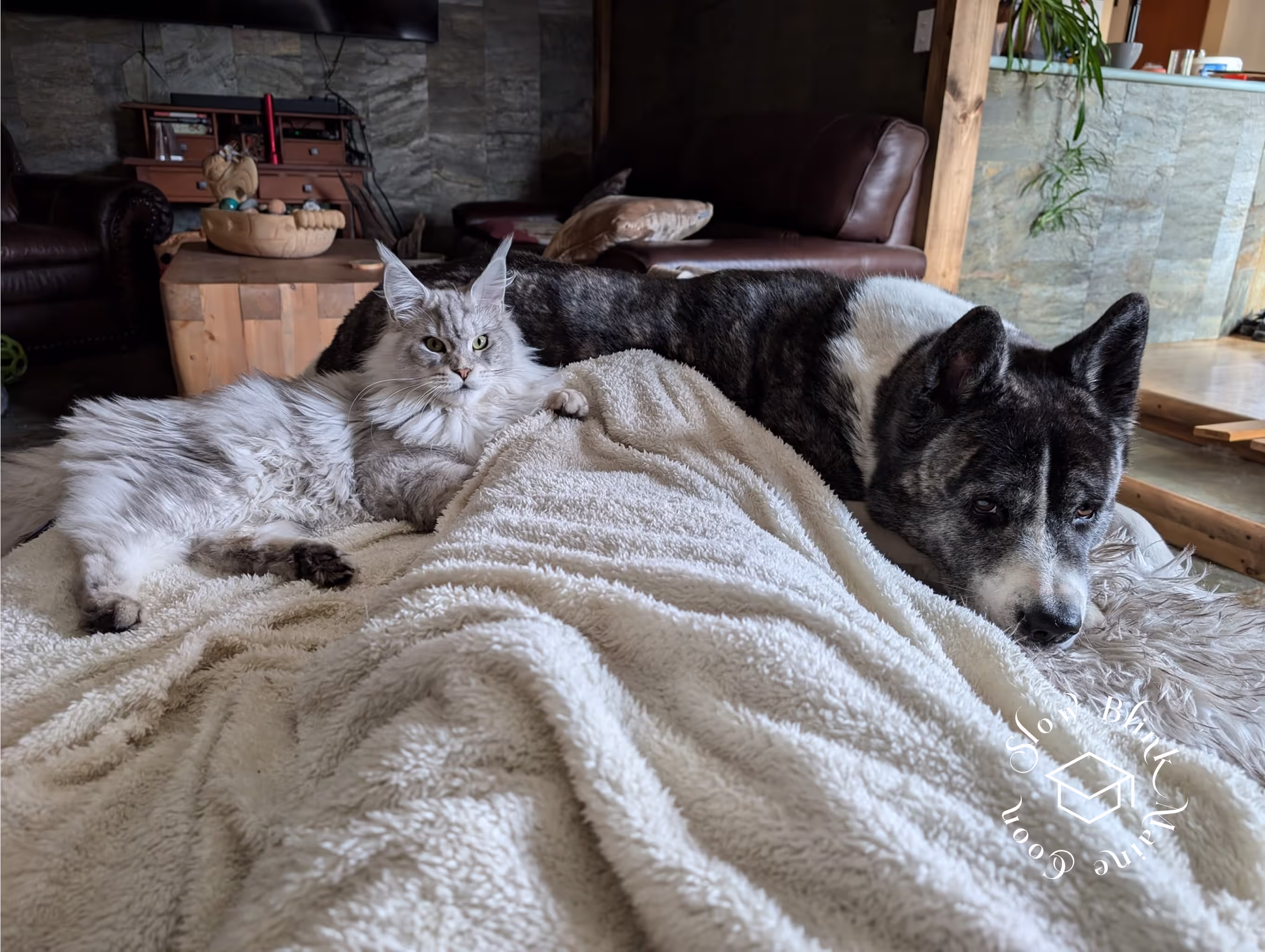 high silver | maine coon kitten | black silver tabby | ems code mco ems 22 | male Customer Pictures of their Maine Coon Cats and Kittens who "Graduated" from SlowBlink MaineCoons > high silver | maine coon kitten | black silver tabby | ems code mco ems 22 | male | idx148