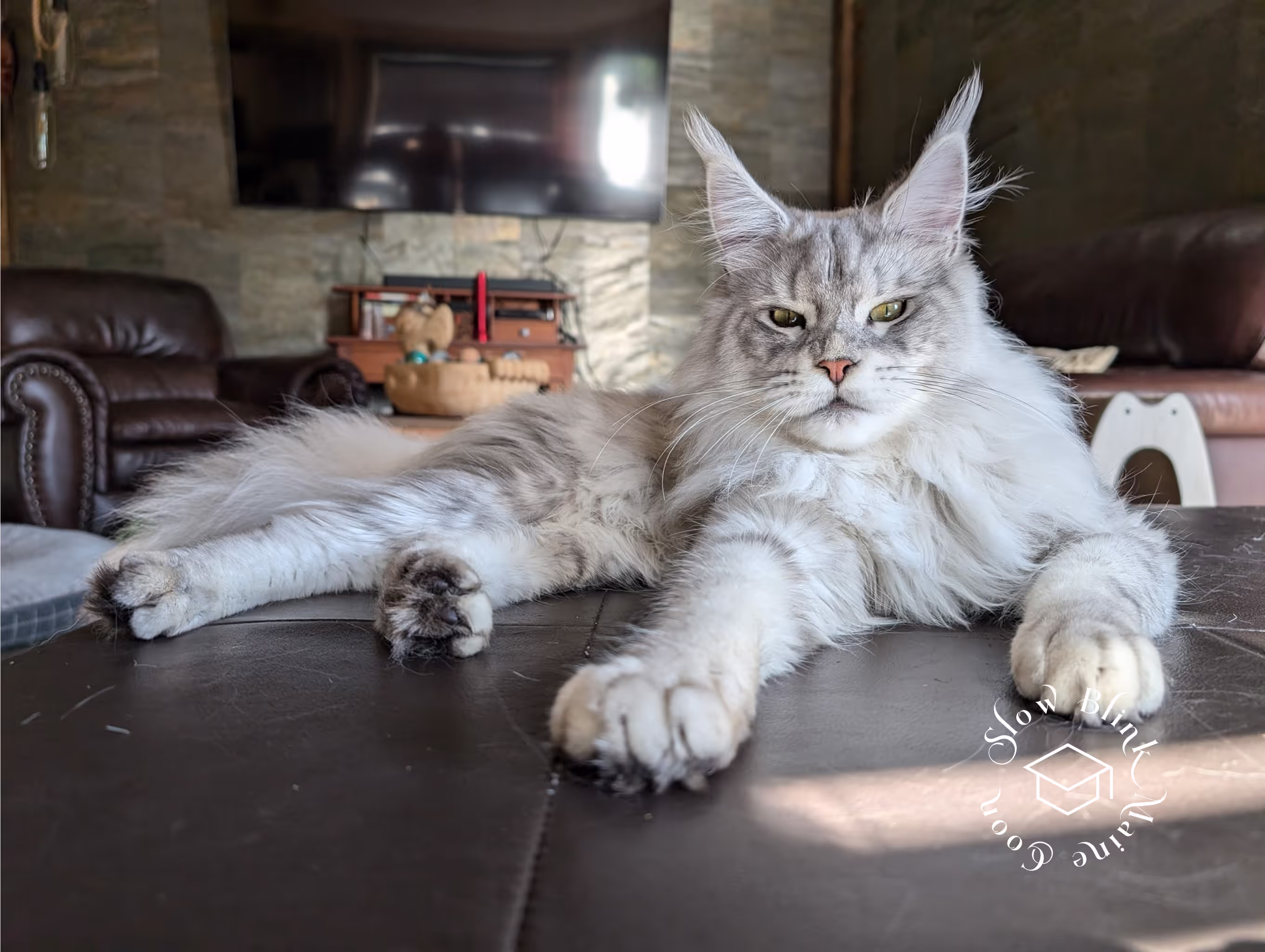 high silver | maine coon kitten | black silver tabby | ems code mco ems 22 | male Customer Pictures of their Maine Coon Cats and Kittens who "Graduated" from SlowBlink MaineCoons > high silver | maine coon kitten | black silver tabby | ems code mco ems 22 | male | idx149