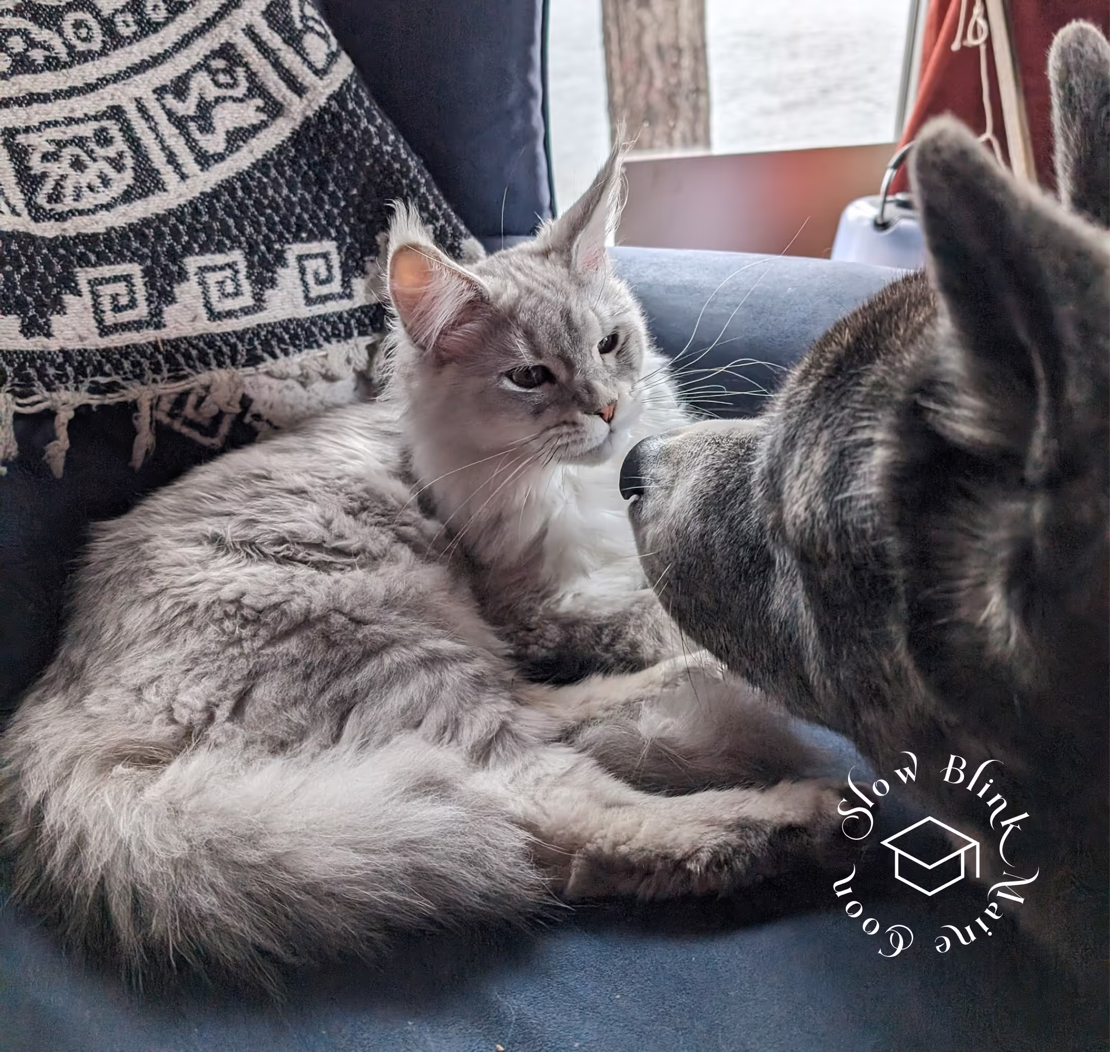 high silver | maine coon kitten | black silver tabby | ems code mco ems 22 | male Customer Pictures of their Maine Coon Cats and Kittens who "Graduated" from SlowBlink MaineCoons > high silver | maine coon kitten | black silver tabby | ems code mco ems 22 | male | idx150