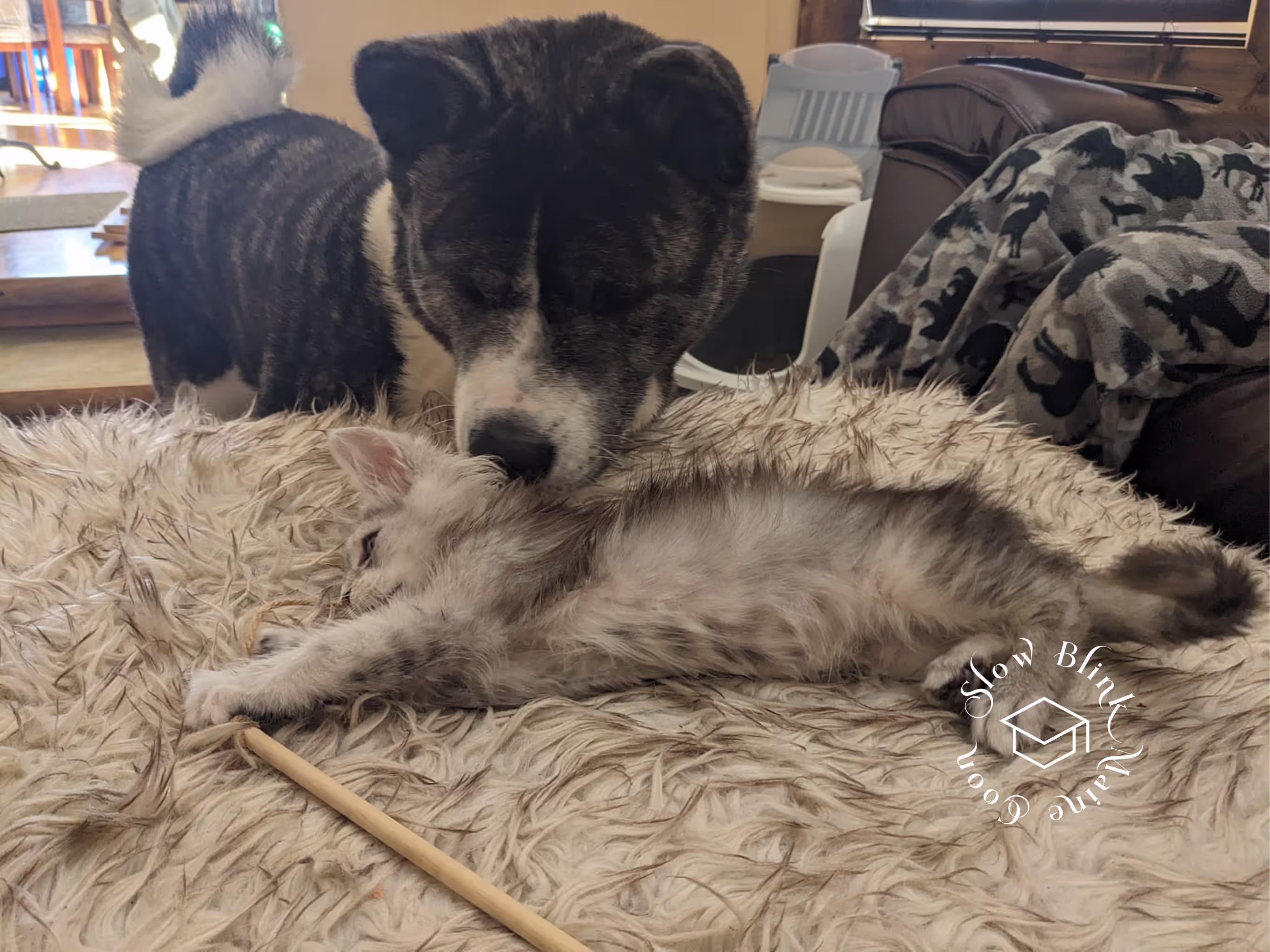 high silver | maine coon kitten | black silver tabby | ems code mco ems 22 | male Customer Pictures of their Maine Coon Cats and Kittens who "Graduated" from SlowBlink MaineCoons > high silver | maine coon kitten | black silver tabby | ems code mco ems 22 | male | idx16