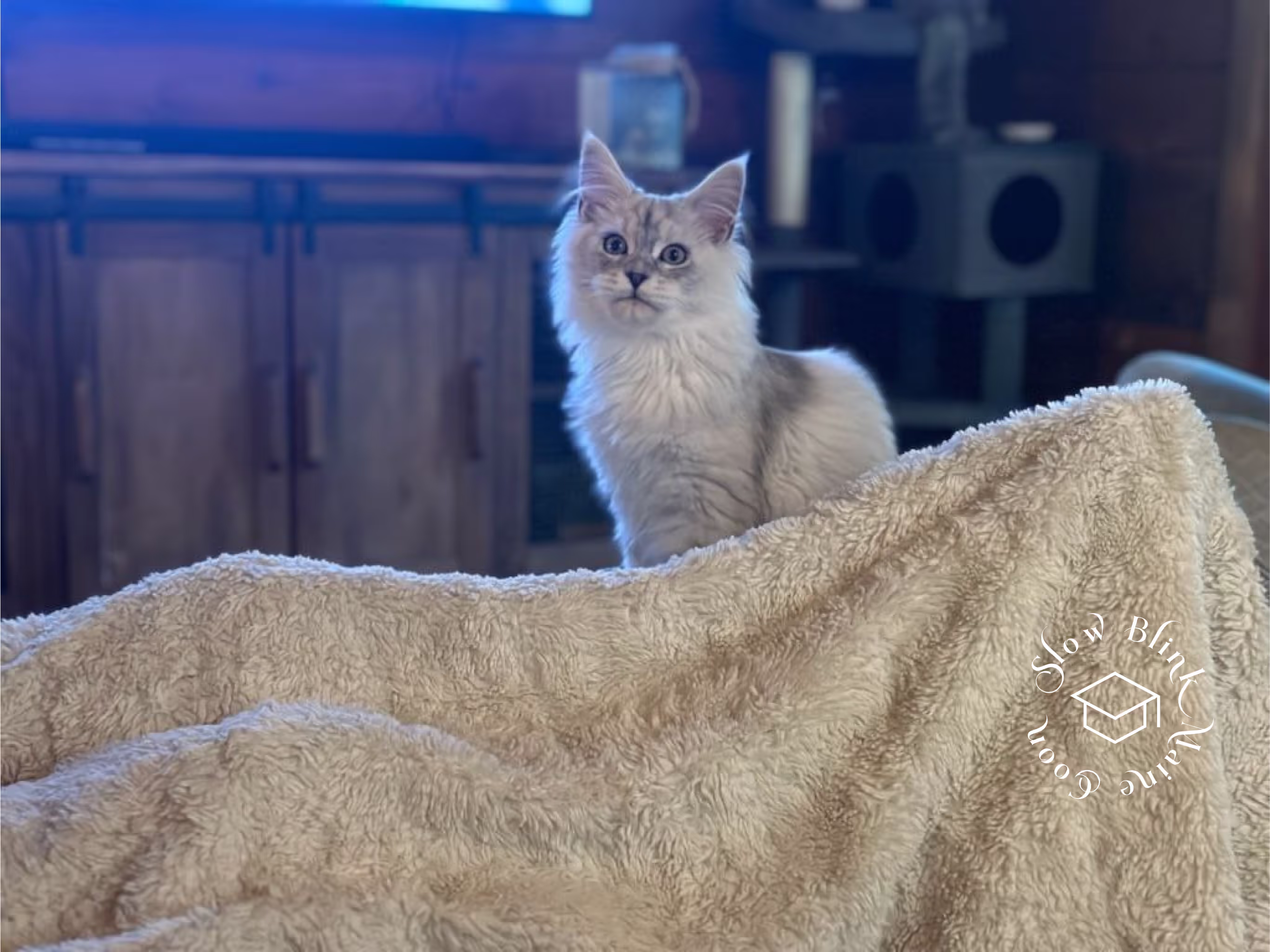 high silver | maine coon kitten | black silver tabby | ems code mco ems 22 | male Customer Pictures of their Maine Coon Cats and Kittens who "Graduated" from SlowBlink MaineCoons > high silver | maine coon kitten | black silver tabby | ems code mco ems 22 | male | idx17
