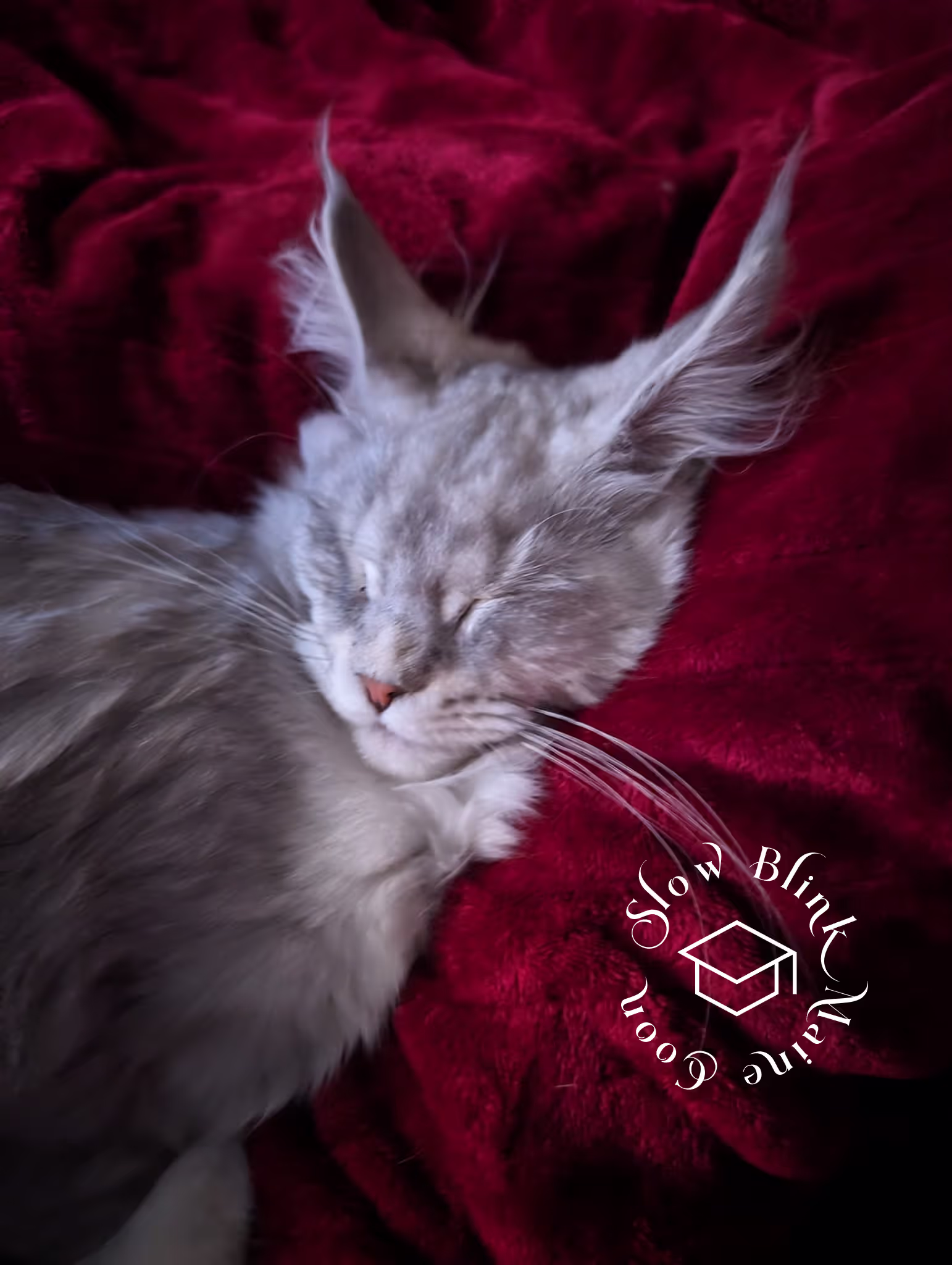 high silver | maine coon kitten | black silver tabby | ems code mco ems 22 | male Customer Pictures of their Maine Coon Cats and Kittens who "Graduated" from SlowBlink MaineCoons > high silver | maine coon kitten | black silver tabby | ems code mco ems 22 | male | idx18