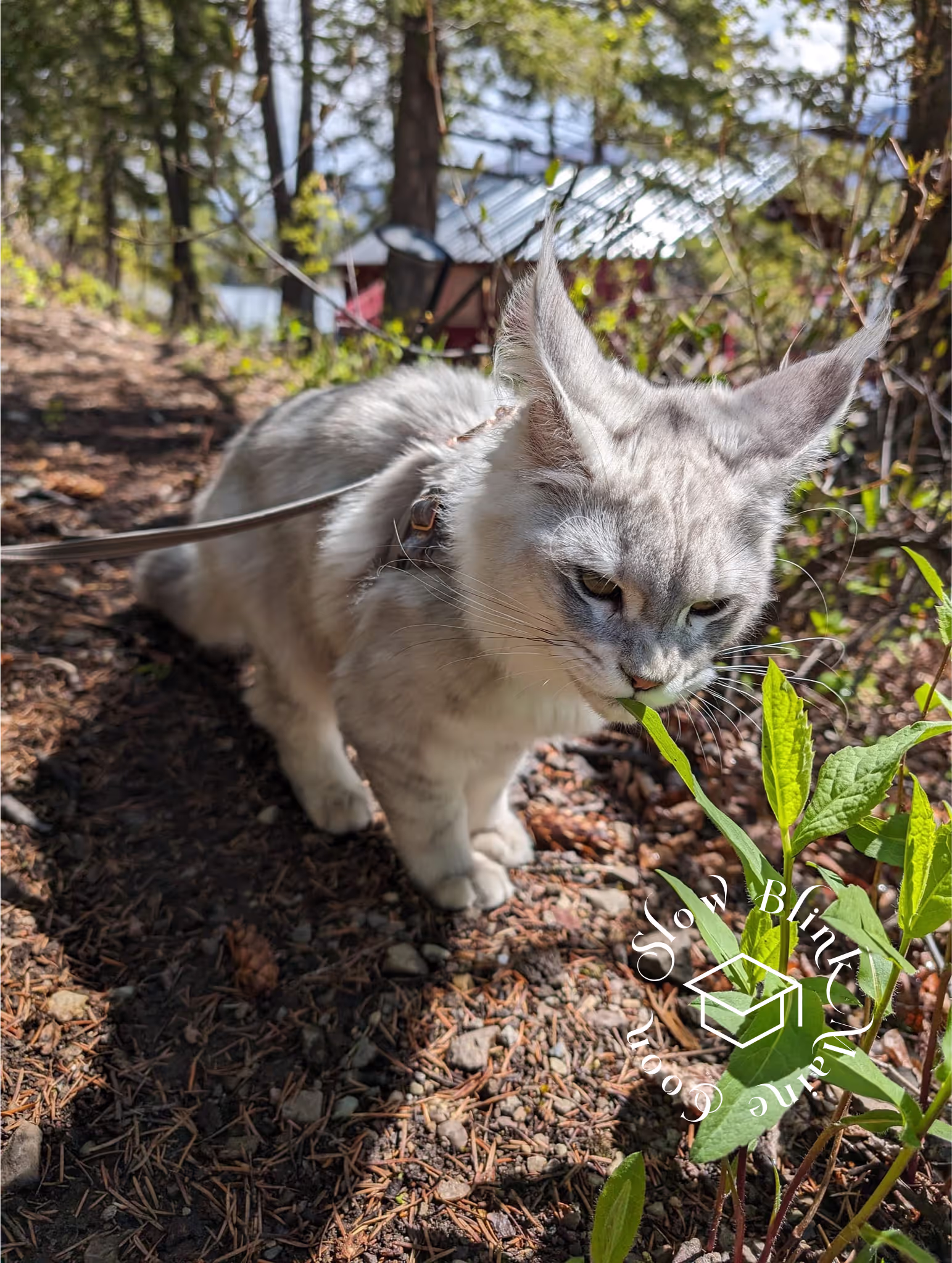 high silver | maine coon kitten | black silver tabby | ems code mco ems 22 | male Customer Pictures of their Maine Coon Cats and Kittens who "Graduated" from SlowBlink MaineCoons > high silver | maine coon kitten | black silver tabby | ems code mco ems 22 | male | idx21