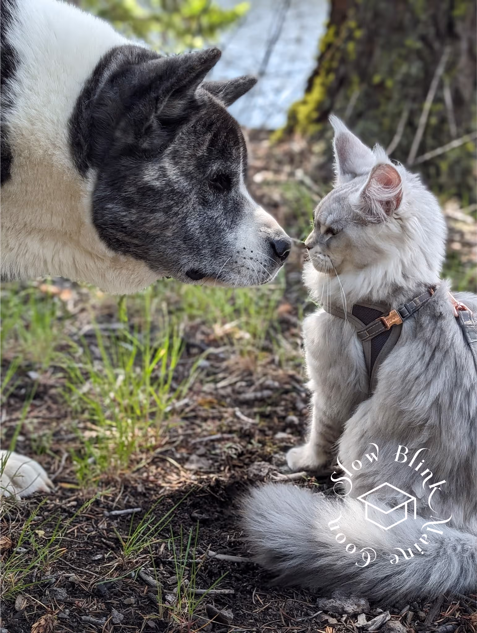 high silver | maine coon kitten | black silver tabby | ems code mco ems 22 | male Customer Pictures of their Maine Coon Cats and Kittens who "Graduated" from SlowBlink MaineCoons > high silver | maine coon kitten | black silver tabby | ems code mco ems 22 | male | idx22