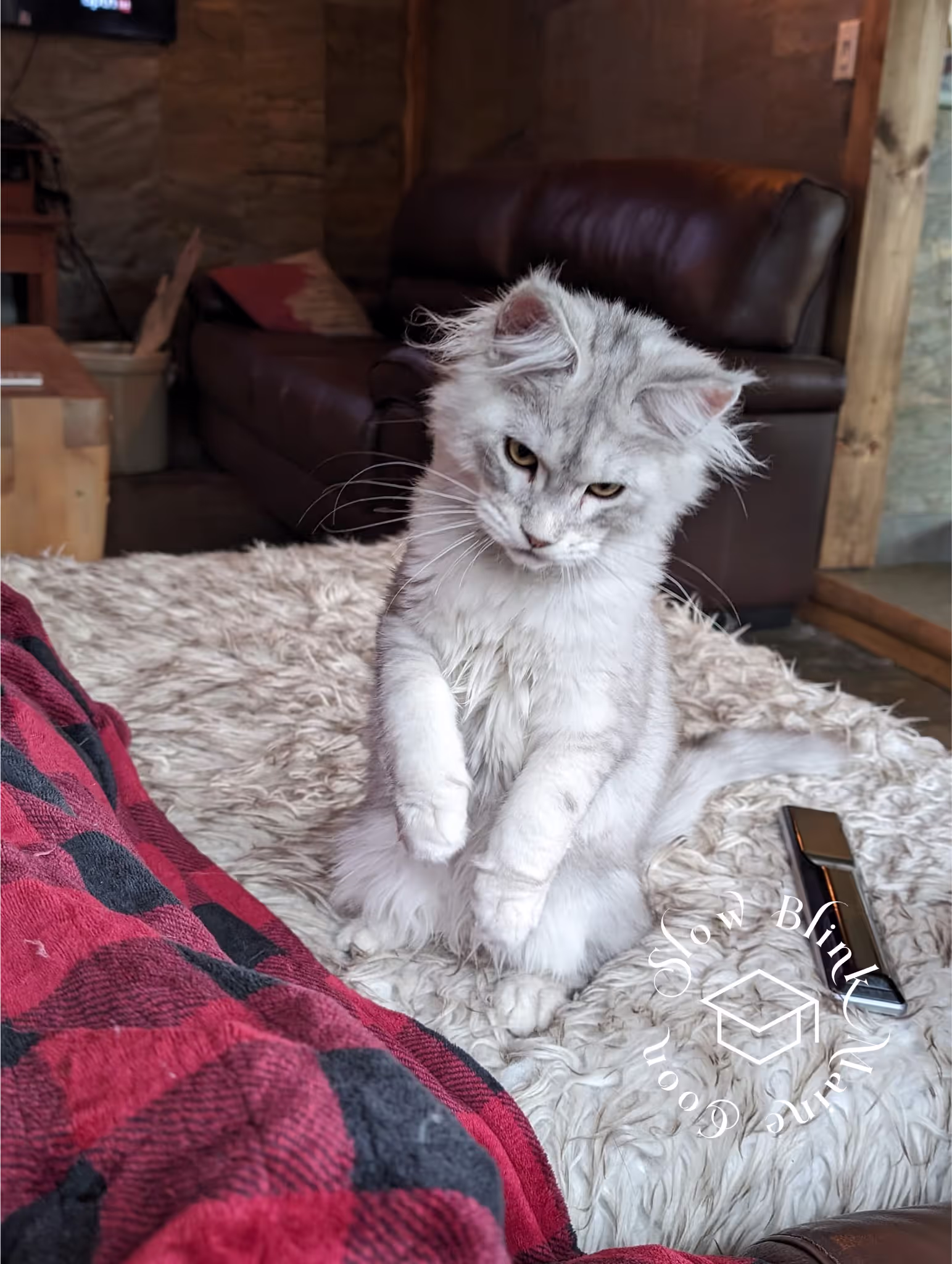high silver | maine coon kitten | black silver tabby | ems code mco ems 22 | male Customer Pictures of their Maine Coon Cats and Kittens who "Graduated" from SlowBlink MaineCoons > high silver | maine coon kitten | black silver tabby | ems code mco ems 22 | male | idx23
