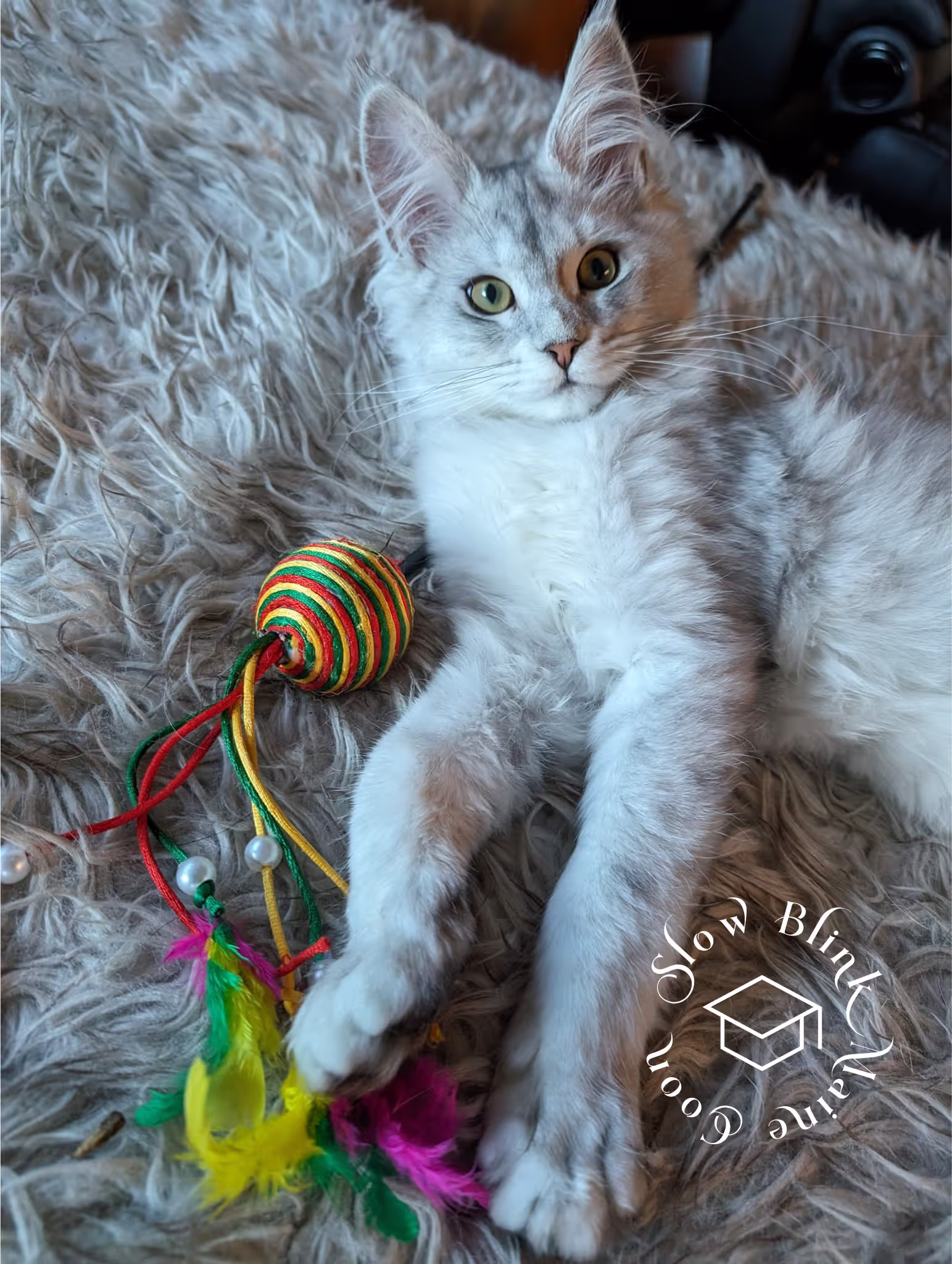 high silver | maine coon kitten | black silver tabby | ems code mco ems 22 | male Customer Pictures of their Maine Coon Cats and Kittens who "Graduated" from SlowBlink MaineCoons > high silver | maine coon kitten | black silver tabby | ems code mco ems 22 | male | idx25
