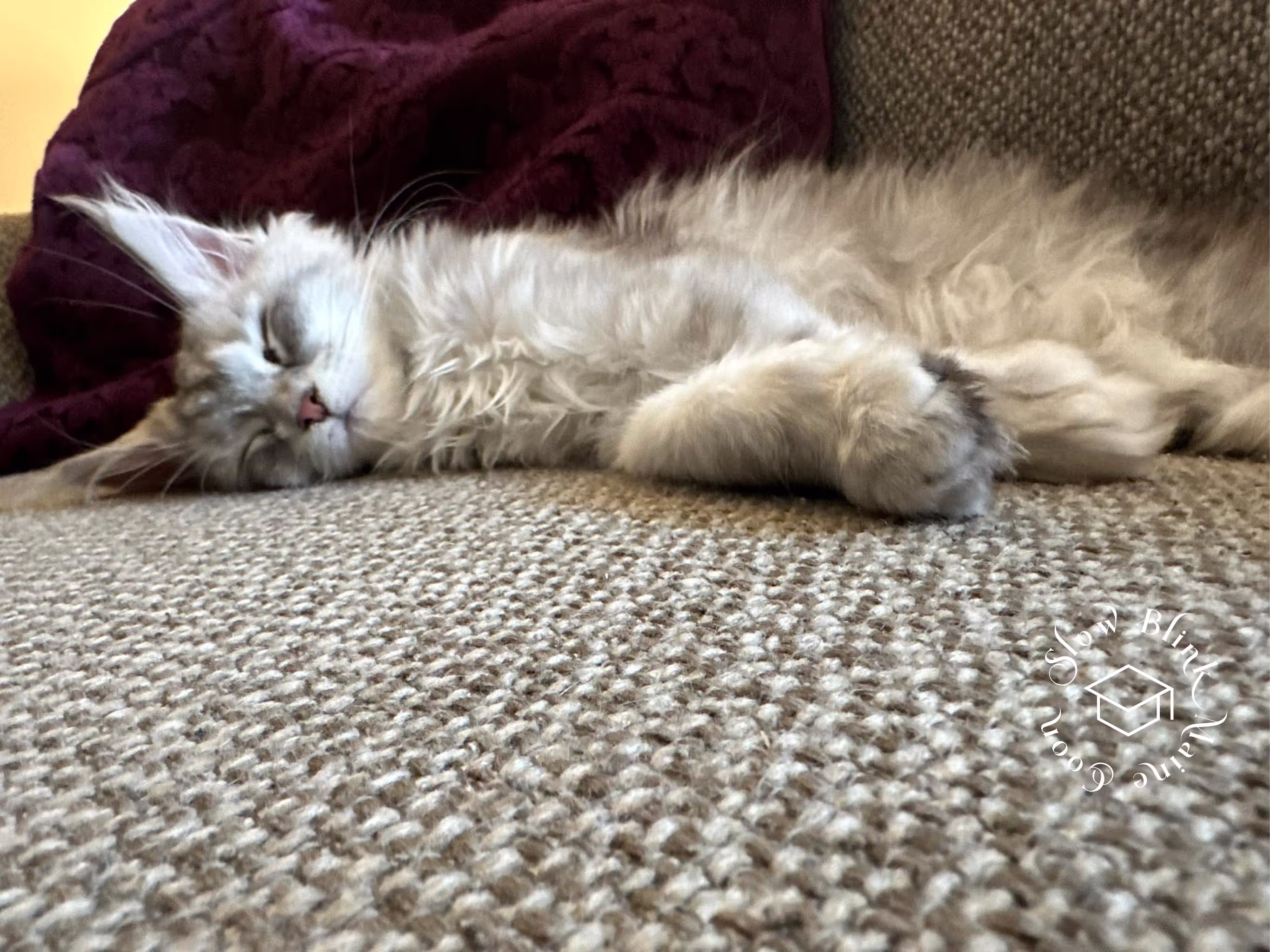 high silver | maine coon kitten | black silver tabby | ems code mco ems 22 | male Customer Pictures of their Maine Coon Cats and Kittens who "Graduated" from SlowBlink MaineCoons > high silver | maine coon kitten | black silver tabby | ems code mco ems 22 | male | idx26