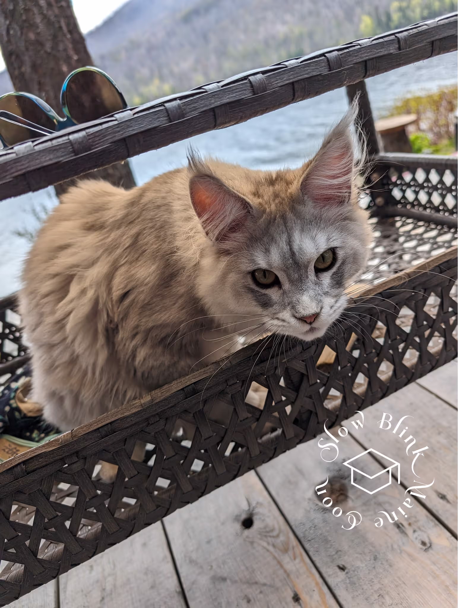 high silver | maine coon kitten | black silver tabby | ems code mco ems 22 | male Customer Pictures of their Maine Coon Cats and Kittens who "Graduated" from SlowBlink MaineCoons > high silver | maine coon kitten | black silver tabby | ems code mco ems 22 | male | idx28