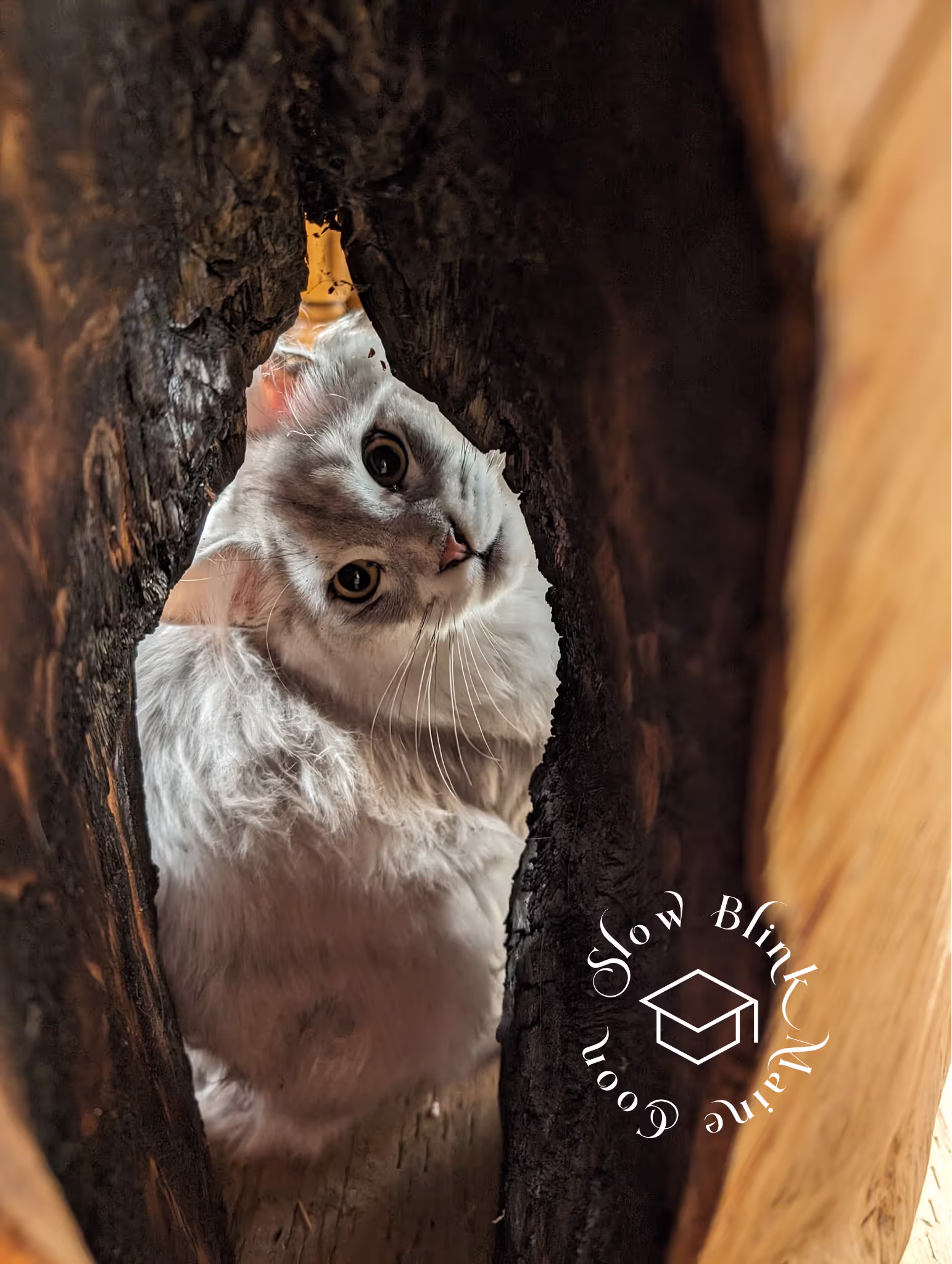 high silver | maine coon kitten | black silver tabby | ems code mco ems 22 | male Customer Pictures of their Maine Coon Cats and Kittens who "Graduated" from SlowBlink MaineCoons > high silver | maine coon kitten | black silver tabby | ems code mco ems 22 | male | idx29