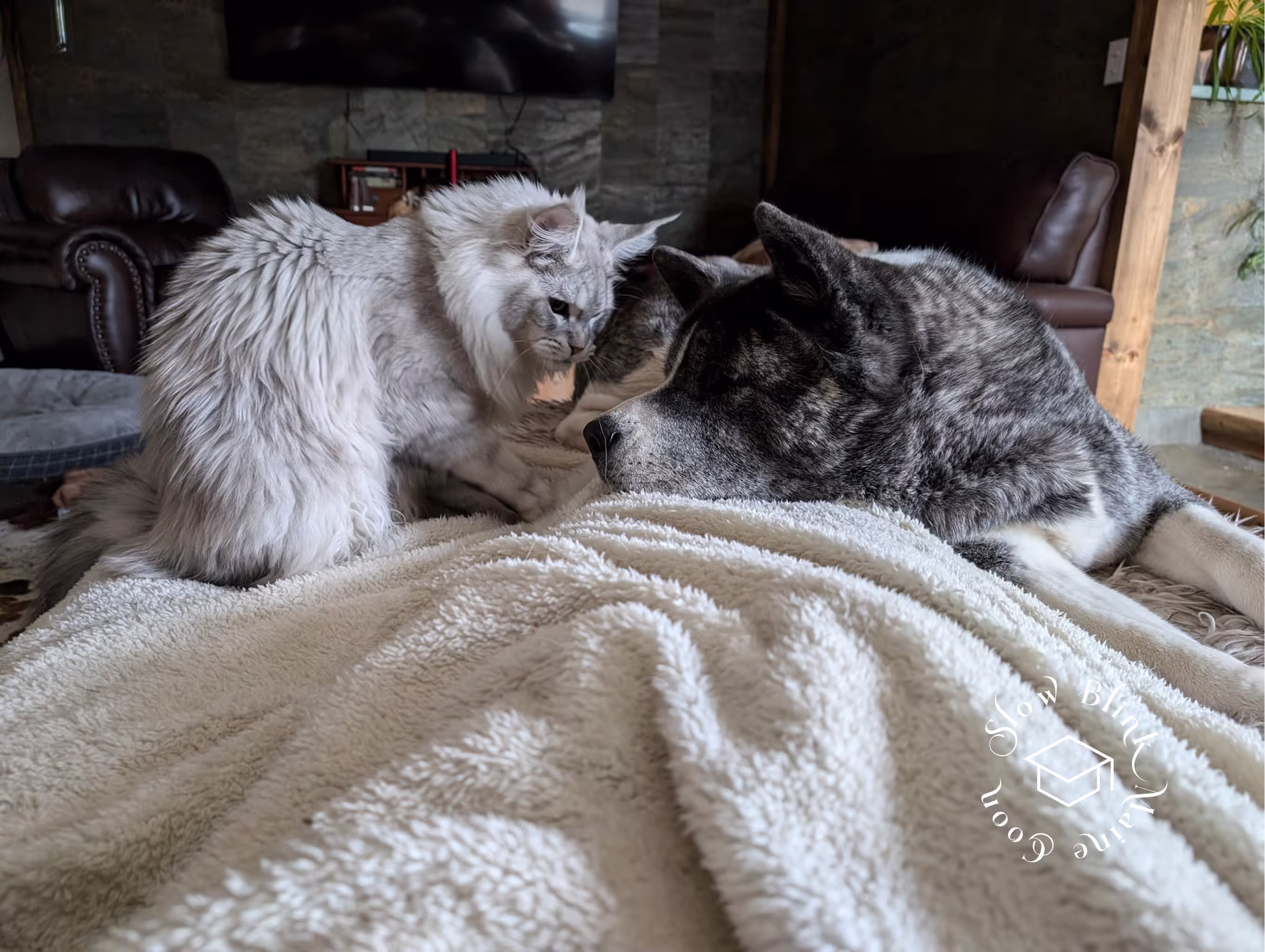 high silver | maine coon kitten | black silver tabby | ems code mco ems 22 | male Customer Pictures of their Maine Coon Cats and Kittens who "Graduated" from SlowBlink MaineCoons > high silver | maine coon kitten | black silver tabby | ems code mco ems 22 | male | idx30