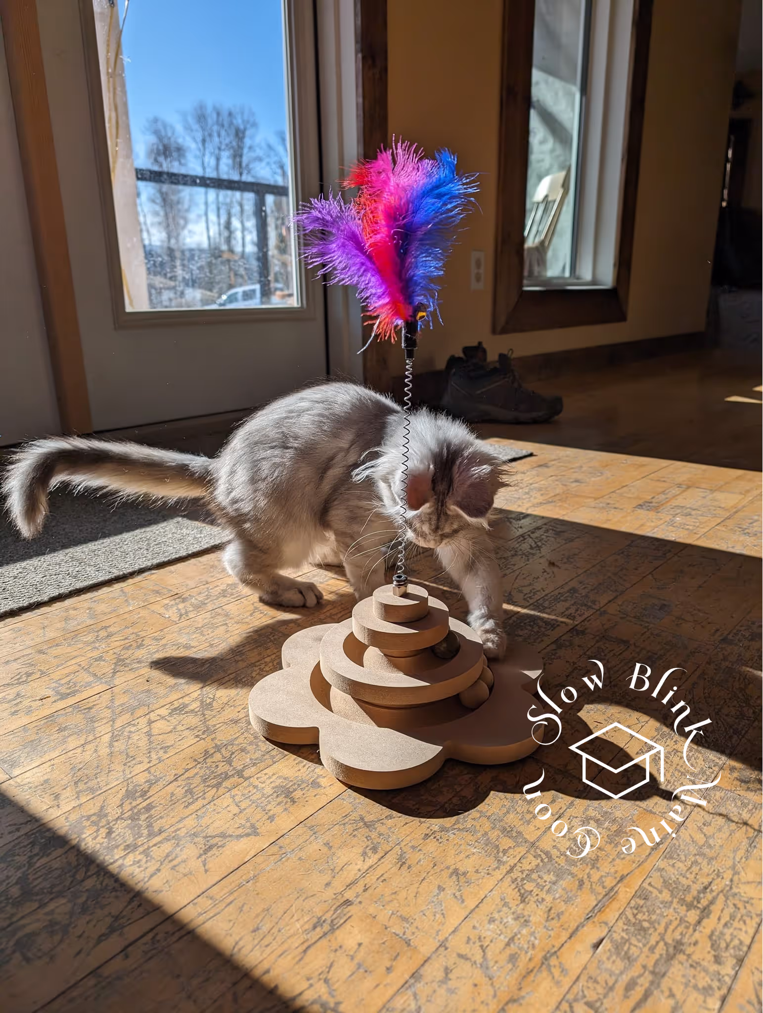high silver | maine coon kitten | black silver tabby | ems code mco ems 22 | male Customer Pictures of their Maine Coon Cats and Kittens who "Graduated" from SlowBlink MaineCoons > high silver | maine coon kitten | black silver tabby | ems code mco ems 22 | male | idx32