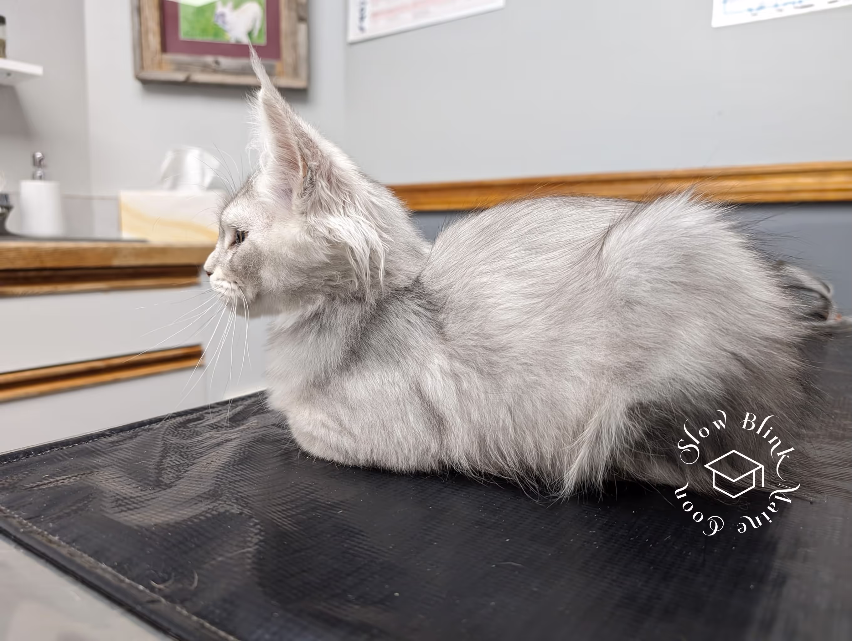 high silver | maine coon kitten | black silver tabby | ems code mco ems 22 | male Customer Pictures of their Maine Coon Cats and Kittens who "Graduated" from SlowBlink MaineCoons > high silver | maine coon kitten | black silver tabby | ems code mco ems 22 | male | idx33
