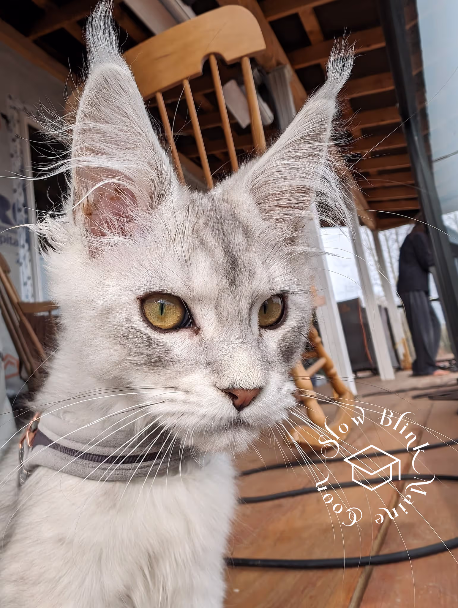 high silver | maine coon kitten | black silver tabby | ems code mco ems 22 | male Customer Pictures of their Maine Coon Cats and Kittens who "Graduated" from SlowBlink MaineCoons > high silver | maine coon kitten | black silver tabby | ems code mco ems 22 | male | idx34