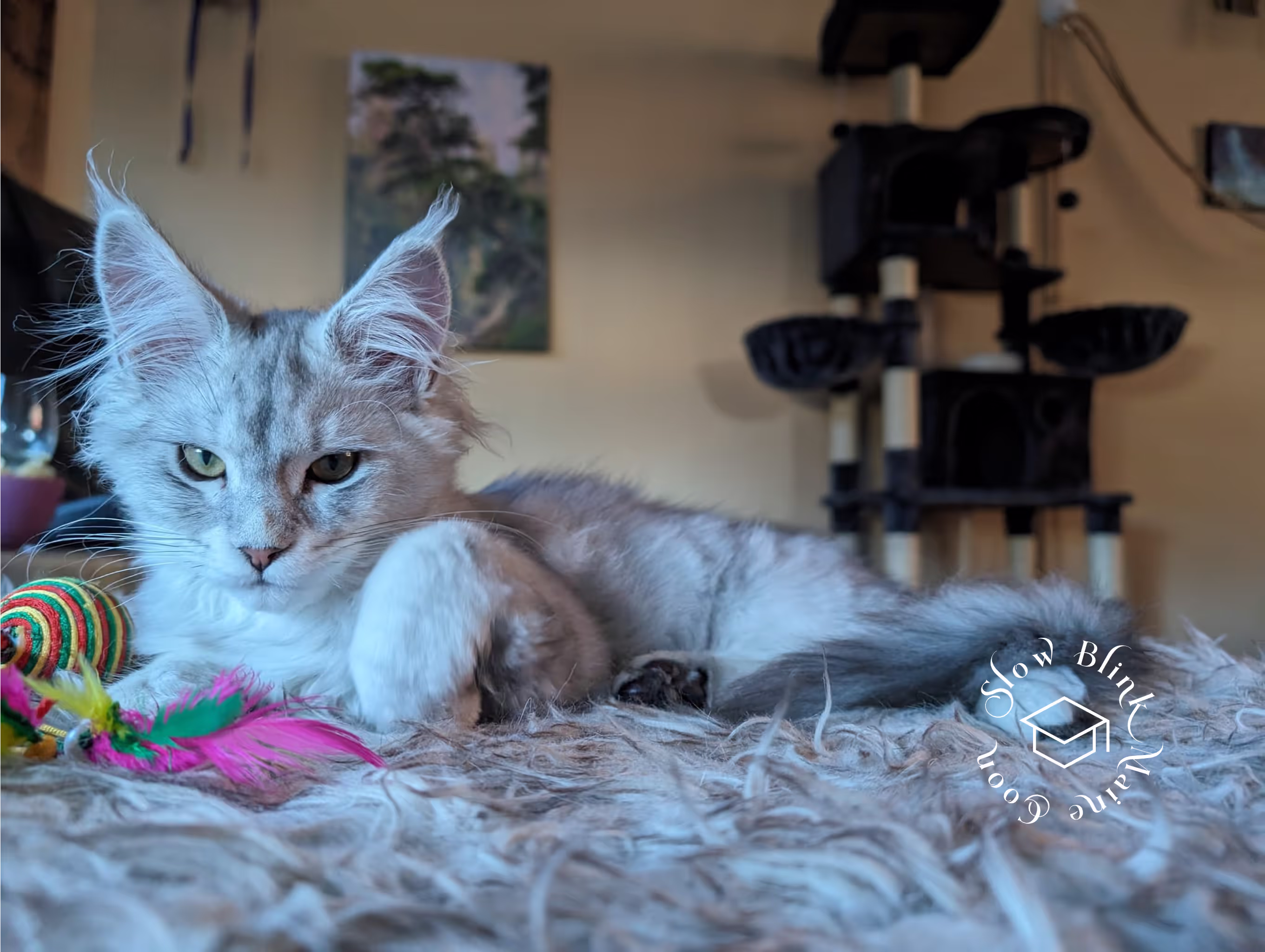 high silver | maine coon kitten | black silver tabby | ems code mco ems 22 | male Customer Pictures of their Maine Coon Cats and Kittens who "Graduated" from SlowBlink MaineCoons > high silver | maine coon kitten | black silver tabby | ems code mco ems 22 | male | idx35