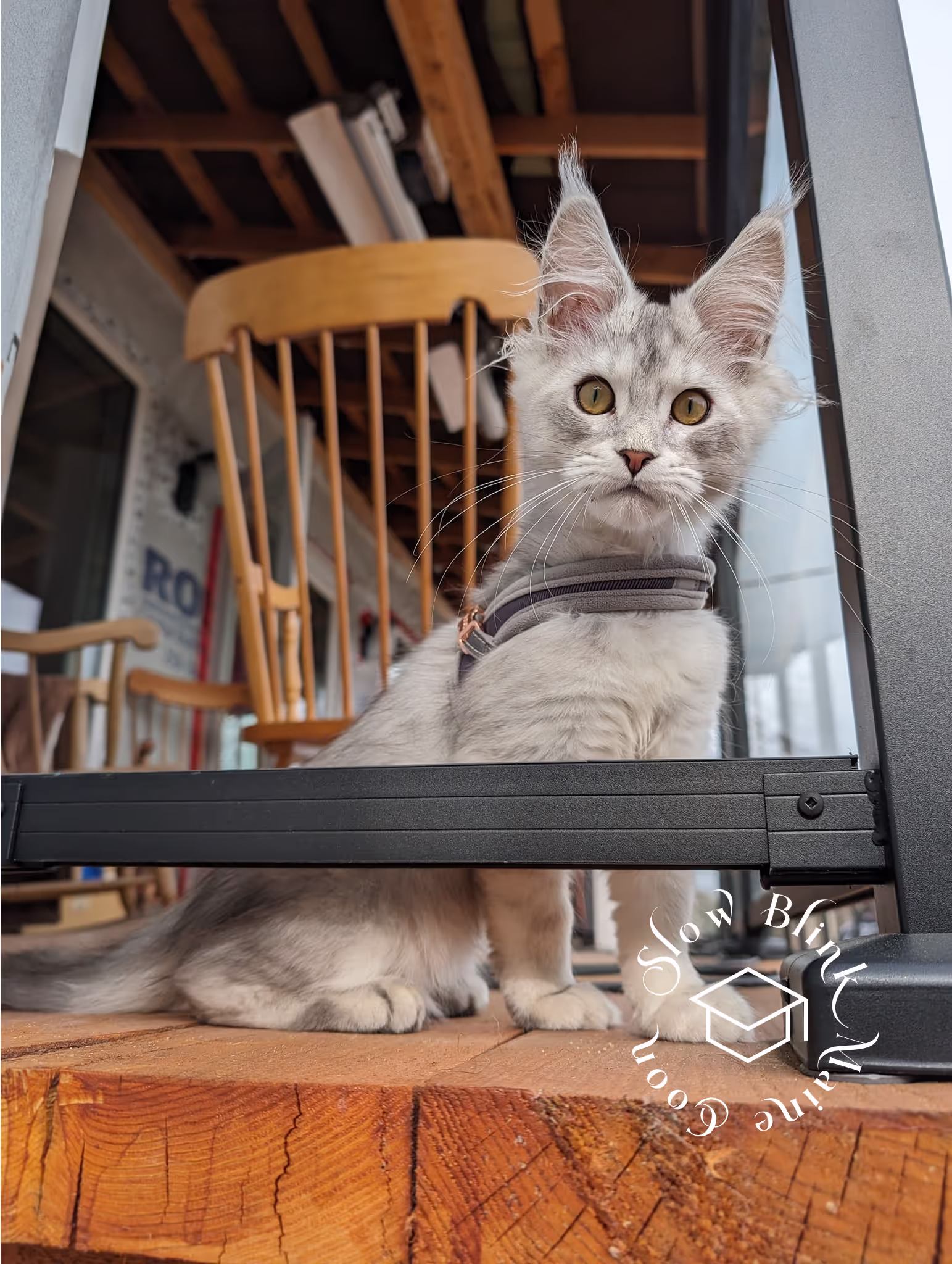 high silver | maine coon kitten | black silver tabby | ems code mco ems 22 | male Customer Pictures of their Maine Coon Cats and Kittens who "Graduated" from SlowBlink MaineCoons > high silver | maine coon kitten | black silver tabby | ems code mco ems 22 | male | idx36