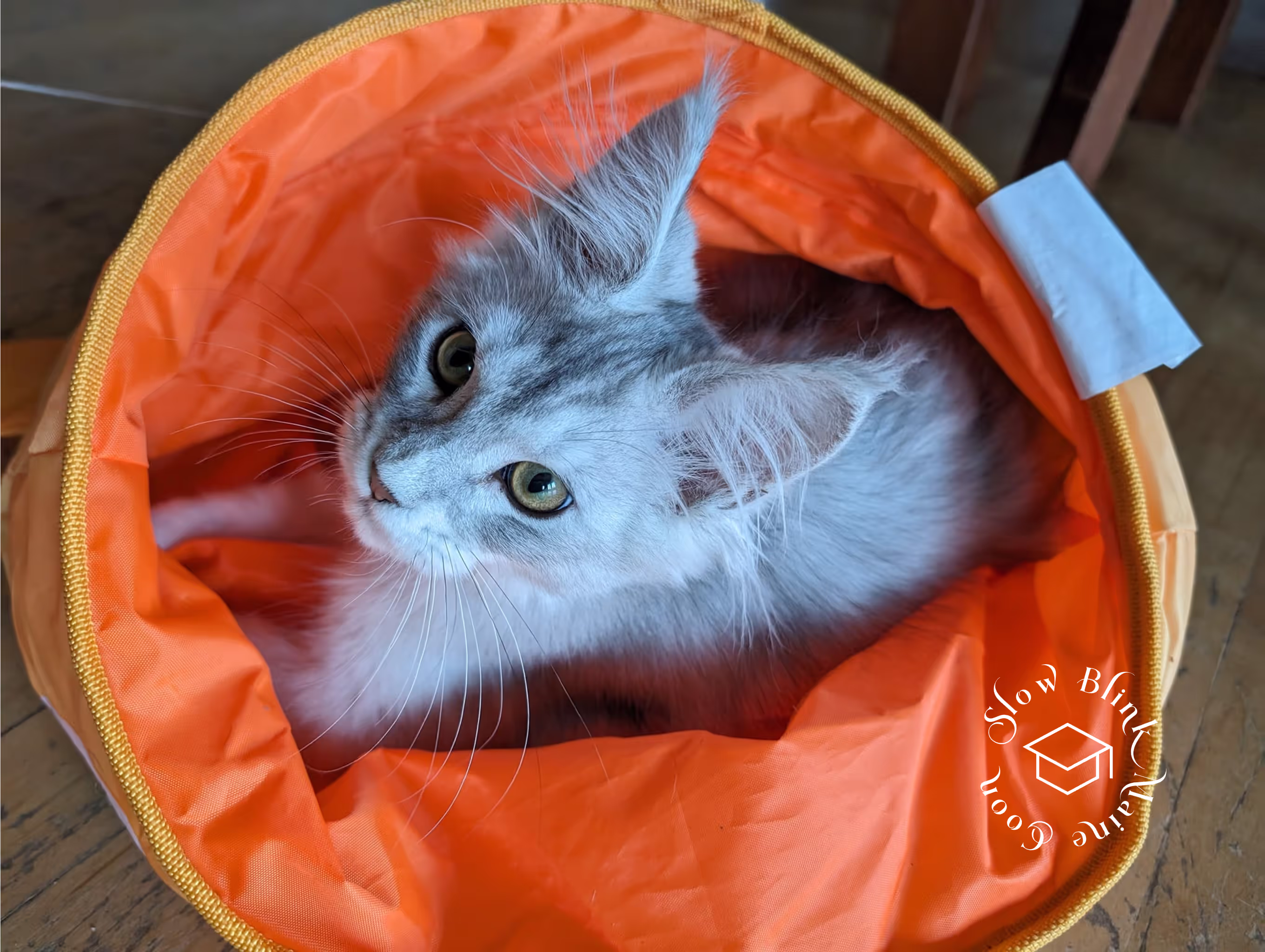 high silver | maine coon kitten | black silver tabby | ems code mco ems 22 | male Customer Pictures of their Maine Coon Cats and Kittens who "Graduated" from SlowBlink MaineCoons > high silver | maine coon kitten | black silver tabby | ems code mco ems 22 | male | idx38