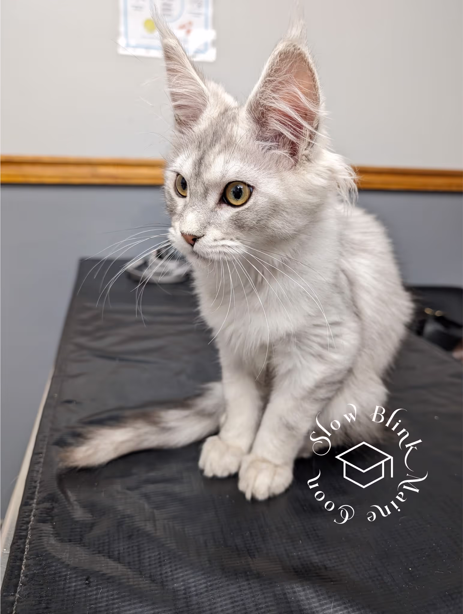 high silver | maine coon kitten | black silver tabby | ems code mco ems 22 | male Customer Pictures of their Maine Coon Cats and Kittens who "Graduated" from SlowBlink MaineCoons > high silver | maine coon kitten | black silver tabby | ems code mco ems 22 | male | idx39