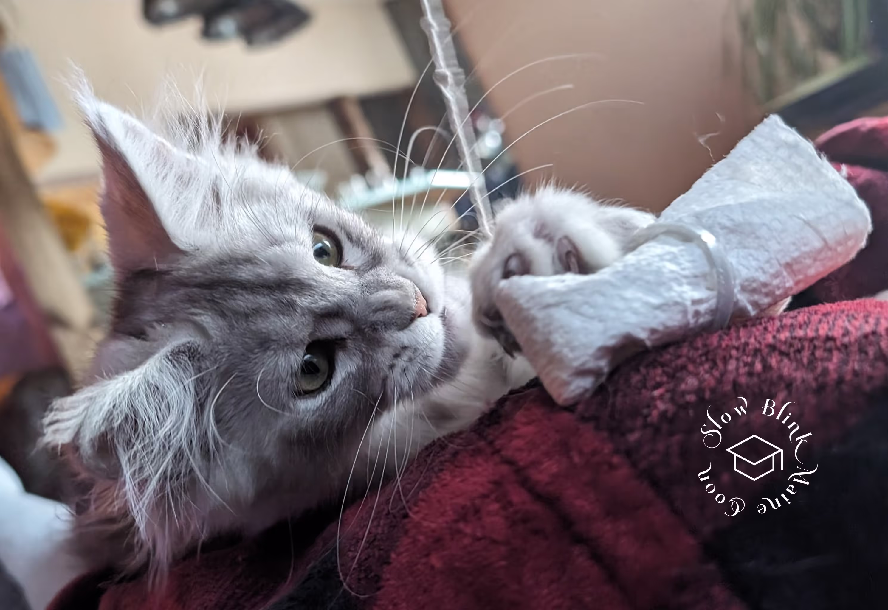 high silver | maine coon kitten | black silver tabby | ems code mco ems 22 | male Customer Pictures of their Maine Coon Cats and Kittens who "Graduated" from SlowBlink MaineCoons > high silver | maine coon kitten | black silver tabby | ems code mco ems 22 | male | idx40