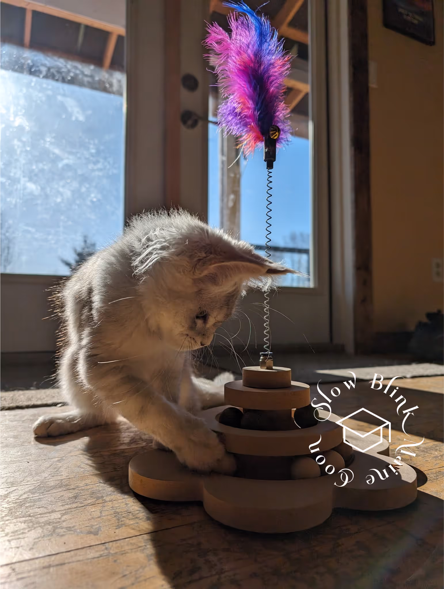high silver | maine coon kitten | black silver tabby | ems code mco ems 22 | male Customer Pictures of their Maine Coon Cats and Kittens who "Graduated" from SlowBlink MaineCoons > high silver | maine coon kitten | black silver tabby | ems code mco ems 22 | male | idx42